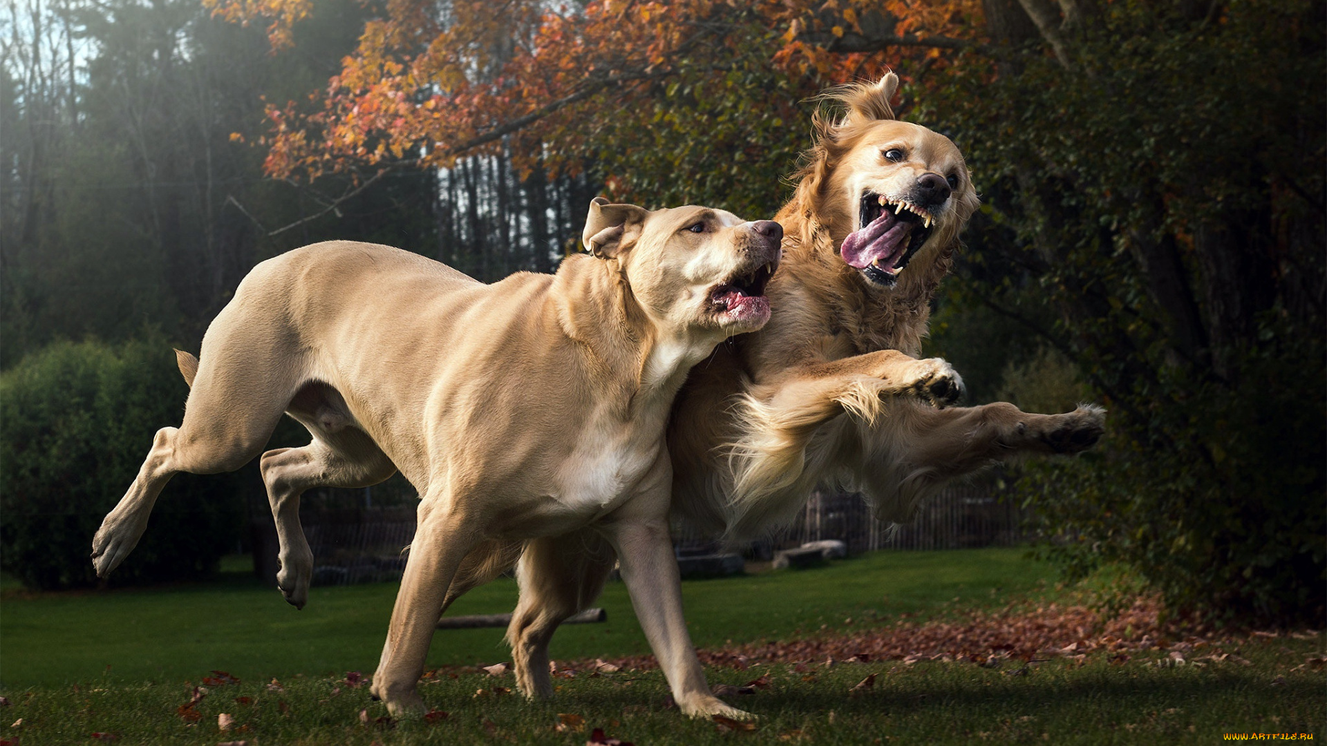 животные, собаки, друзья, прогулка