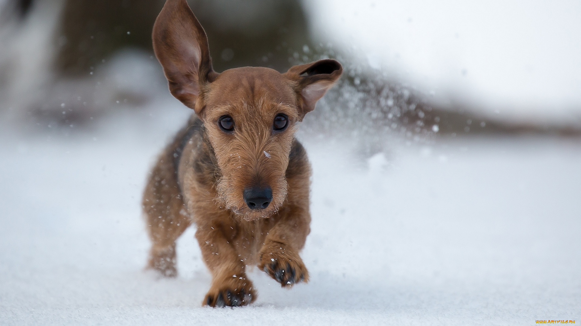 животные, собаки, щенок, уши, снег