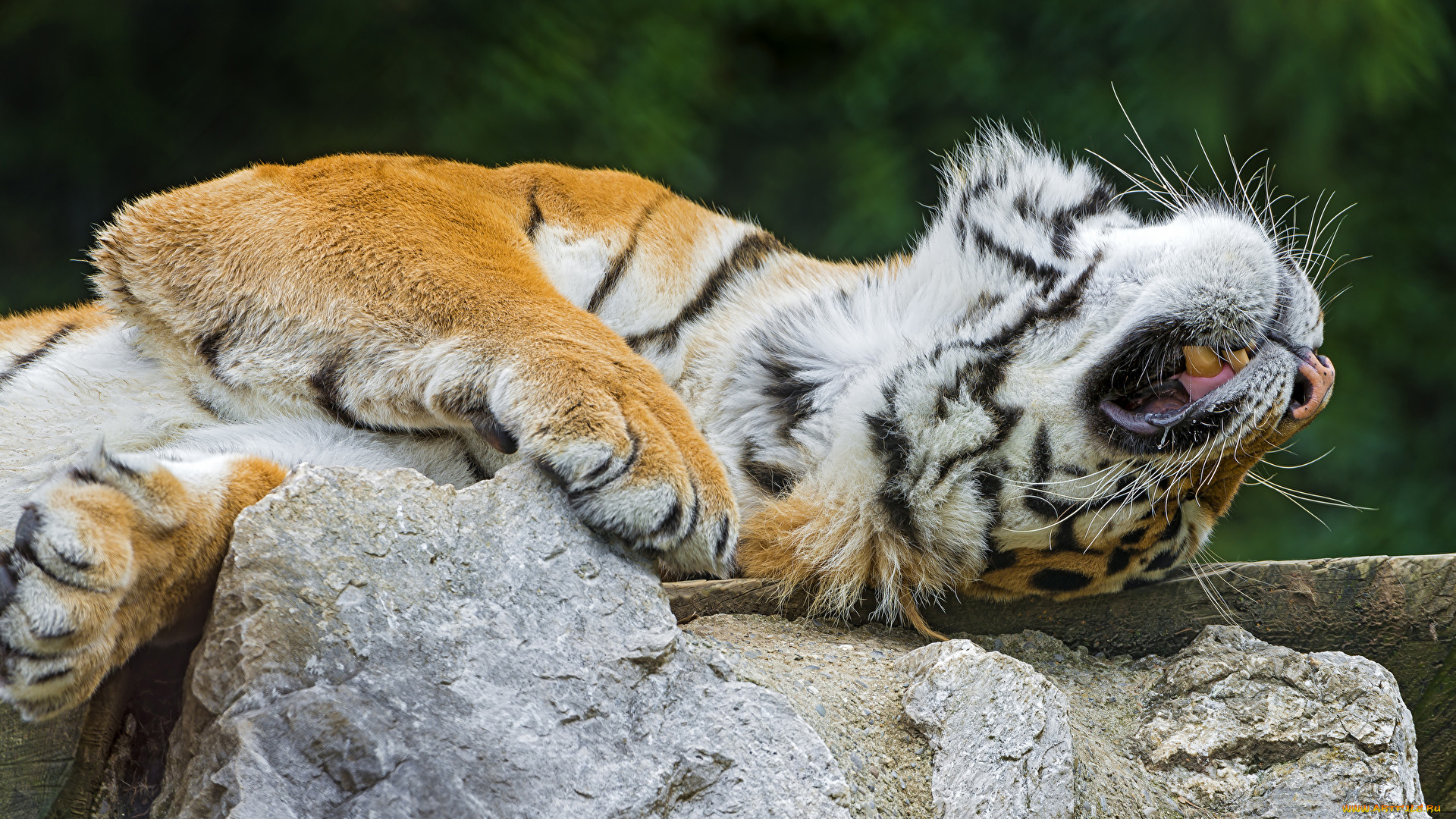 животные, тигры, тигр, камень