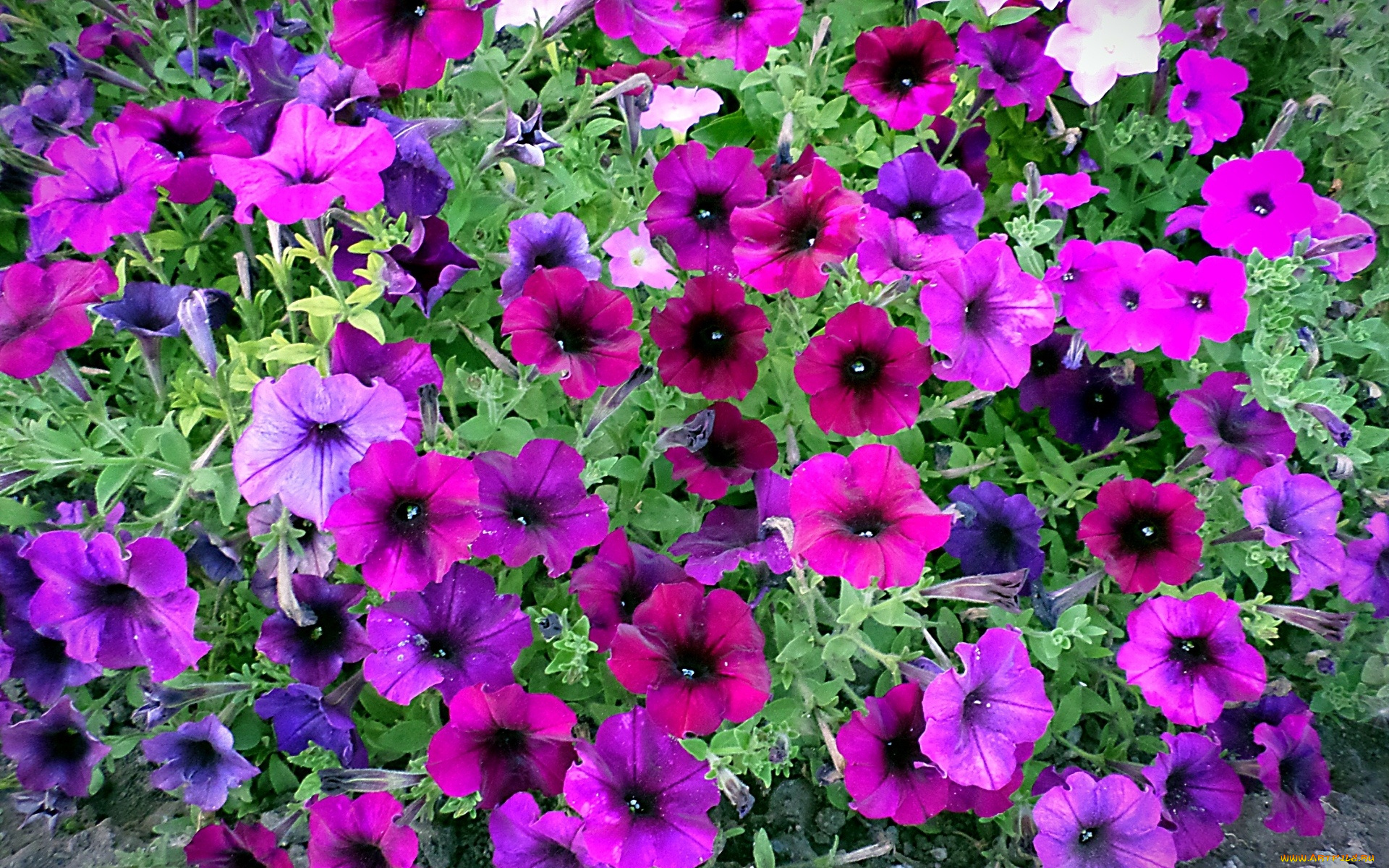 цветы, петунии, , калибрахоа, лепестки, фон