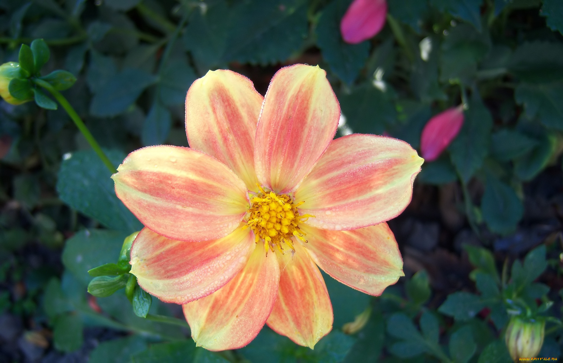 цветы, георгины, георгина