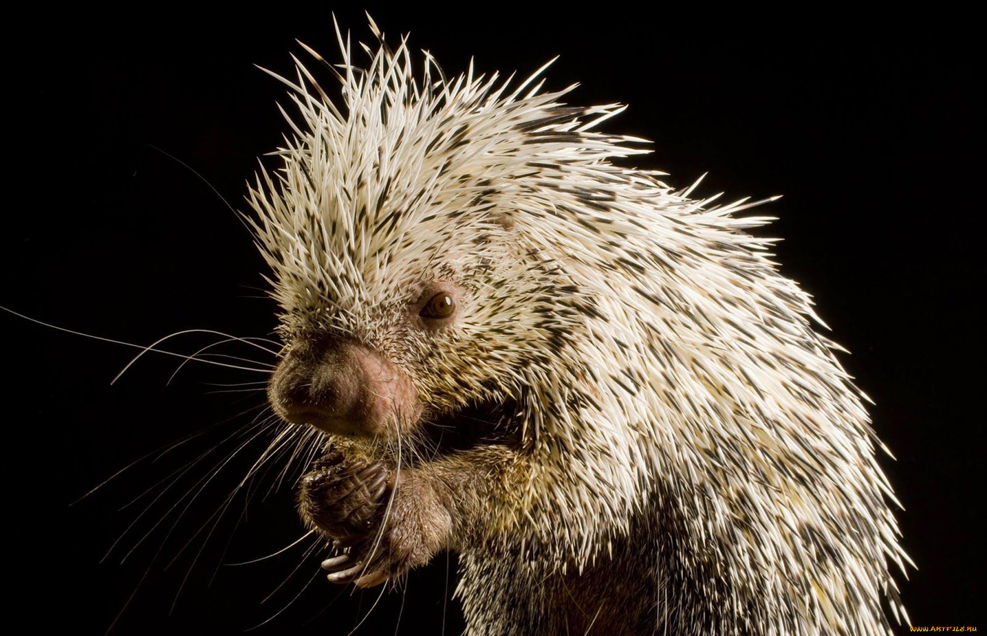 мексиканский, карликовый, дикобраз, животные, дикобразы, малыш, дикобраз, мексика, карликовый, колючий, иголки, мордочка