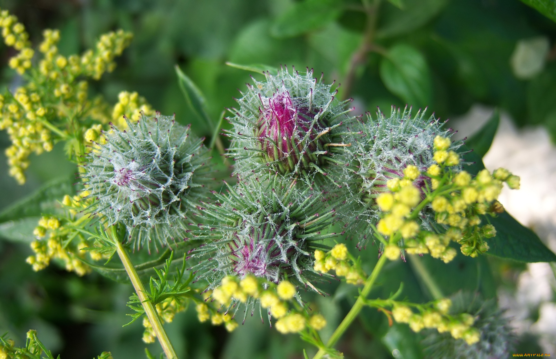 цветы, луговые, , полевые, , цветы, лапух, репей