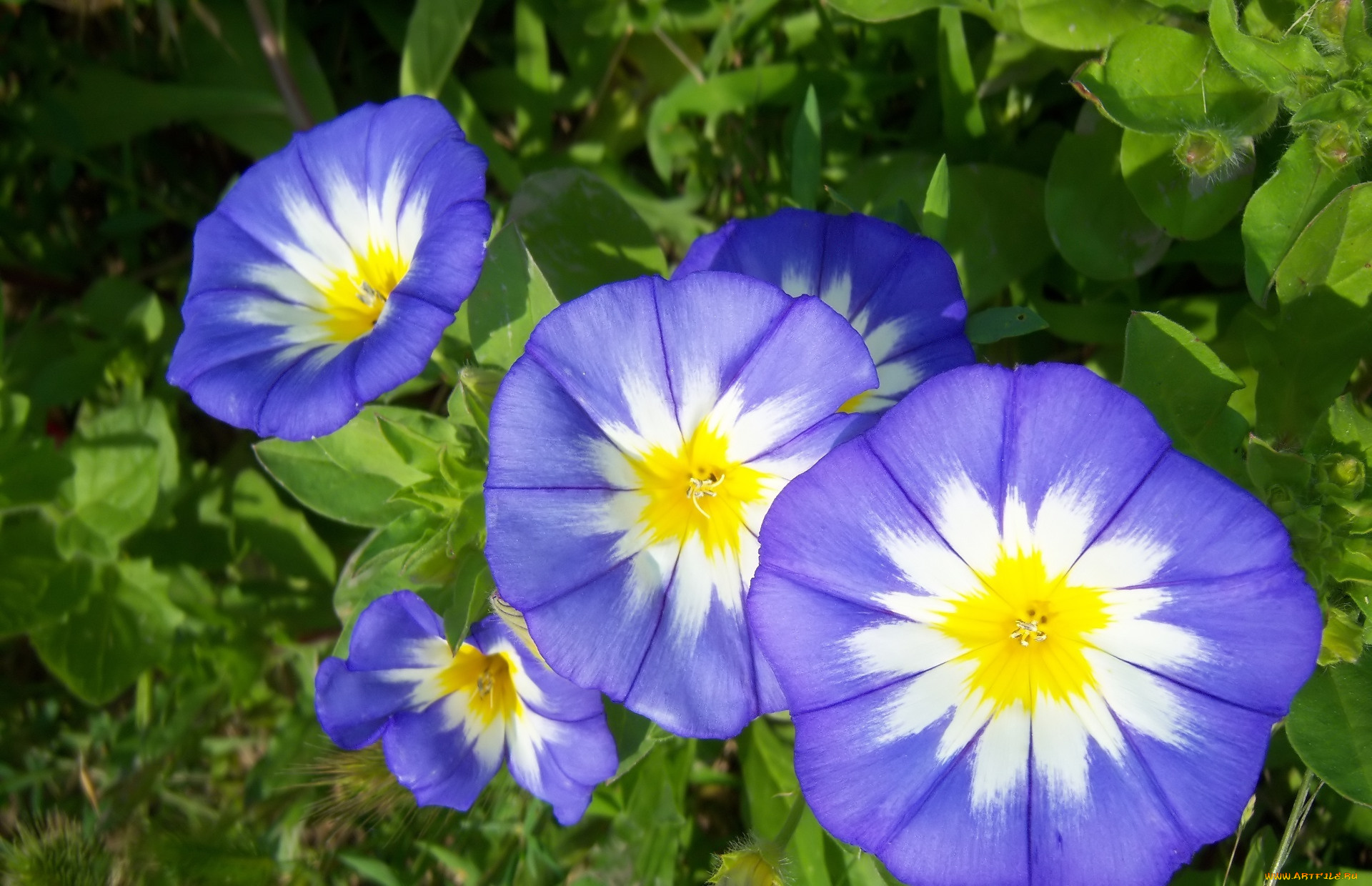 цветы, вьюнки, , ипомеи, вьюнок