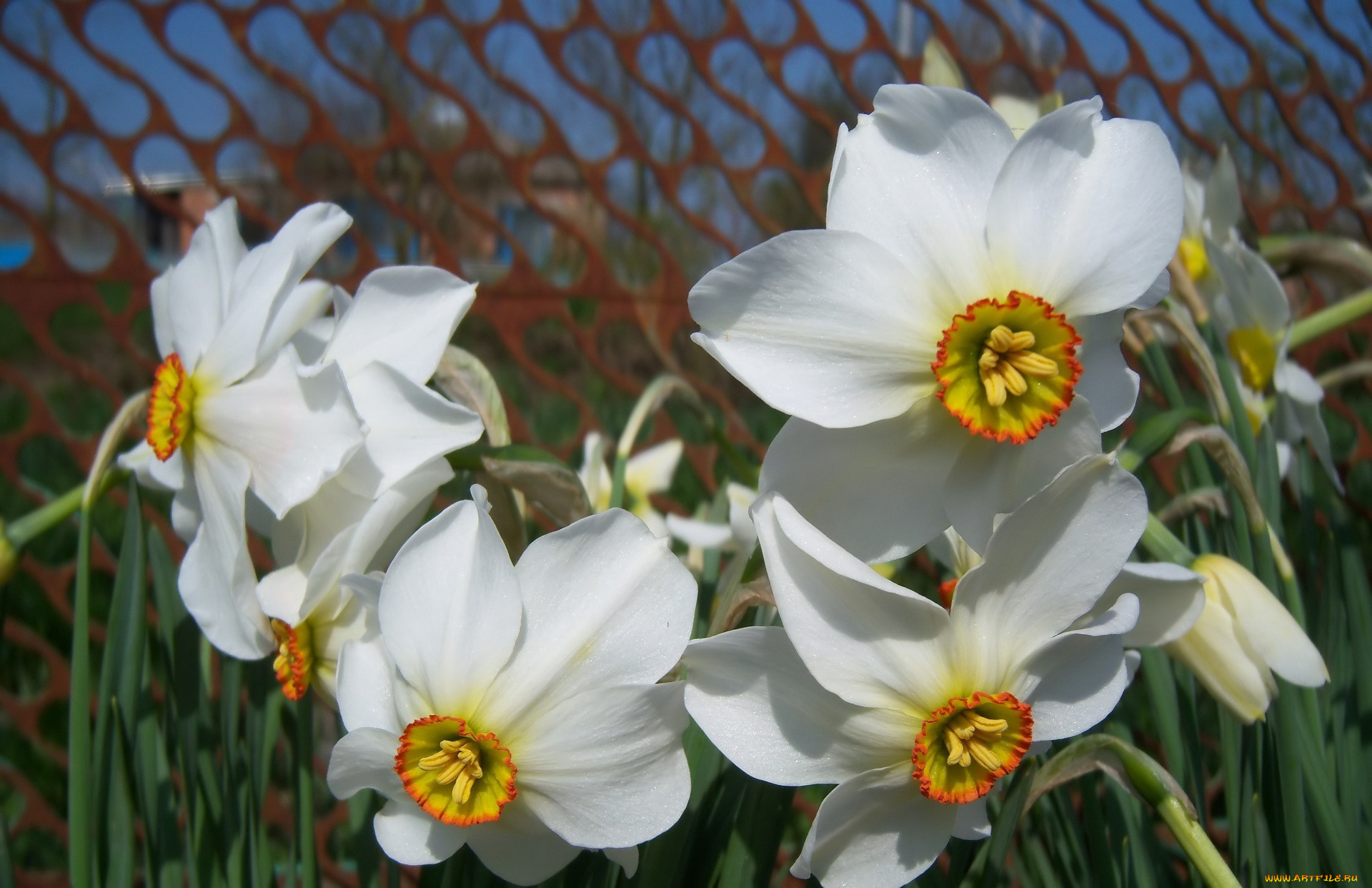 цветы, нарциссы