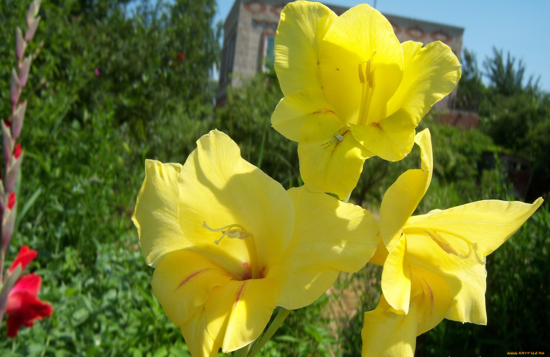 цветы, гладиолусы