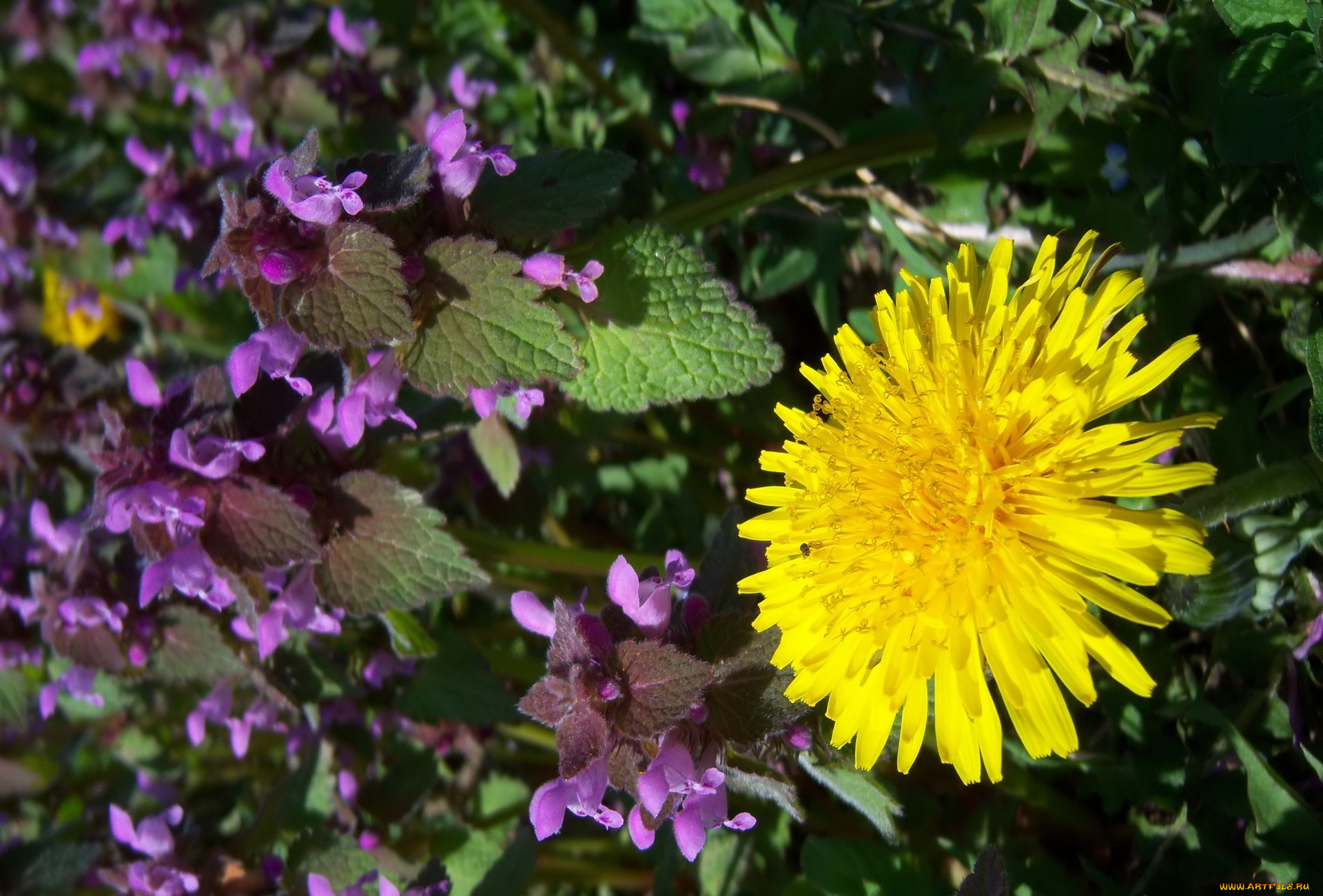 цветы, разные, вместе, луг