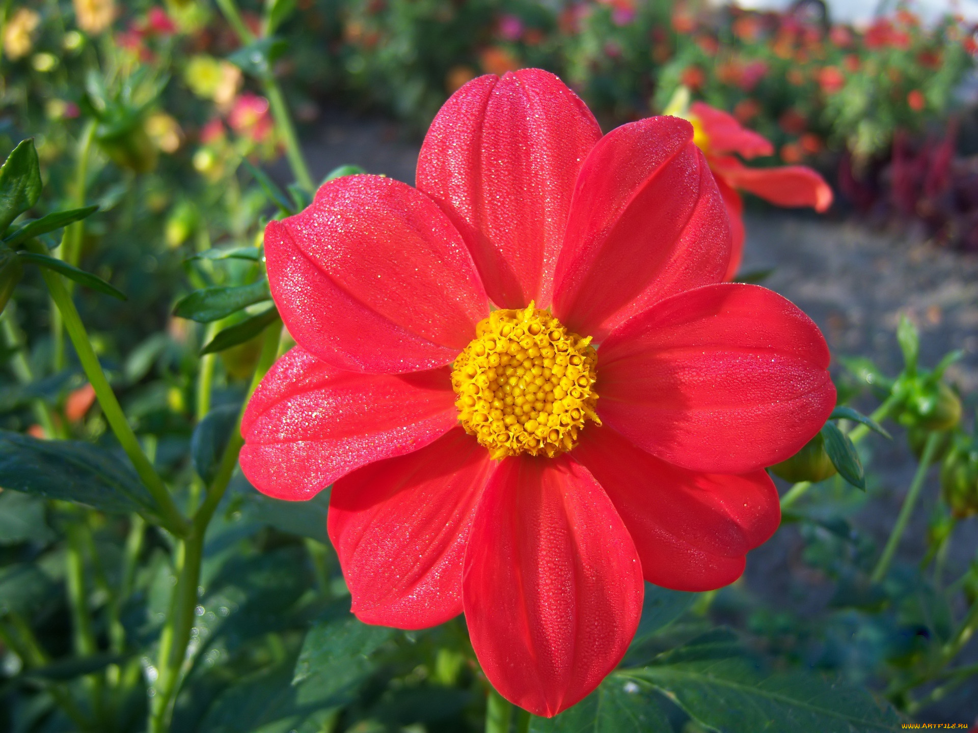 цветы, георгины, георгина