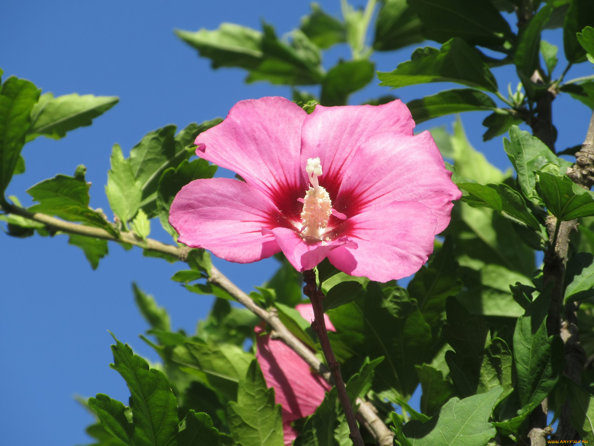 цветы, гибискусы, лето, 2018