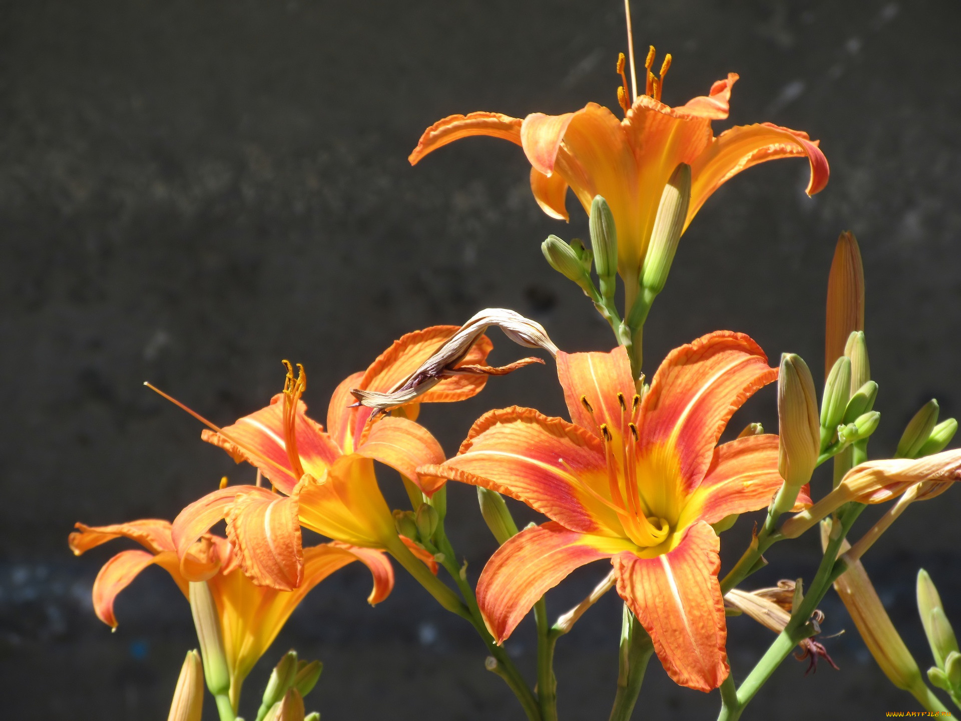 цветы, лилии, , лилейники, лето, 2018