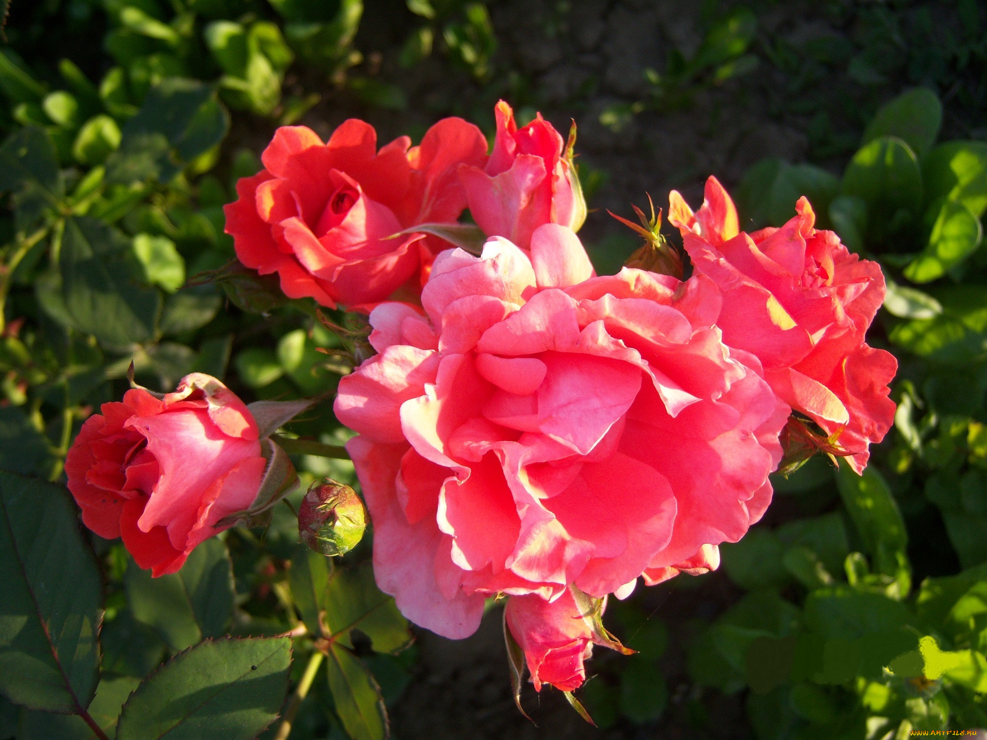 цветы, розы, красные