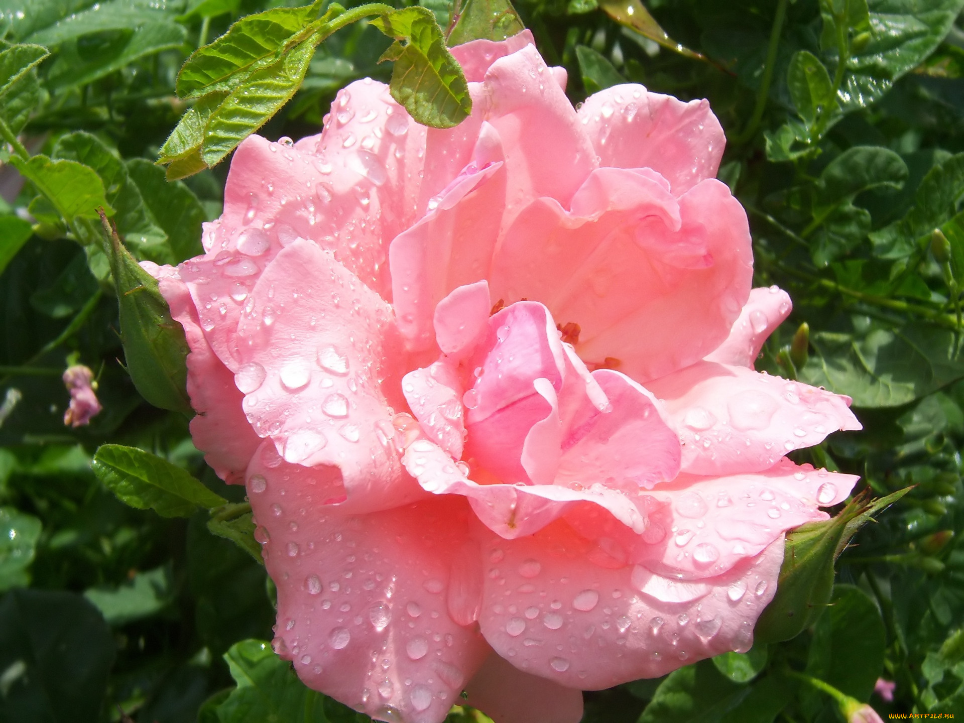 цветы, розы, роза