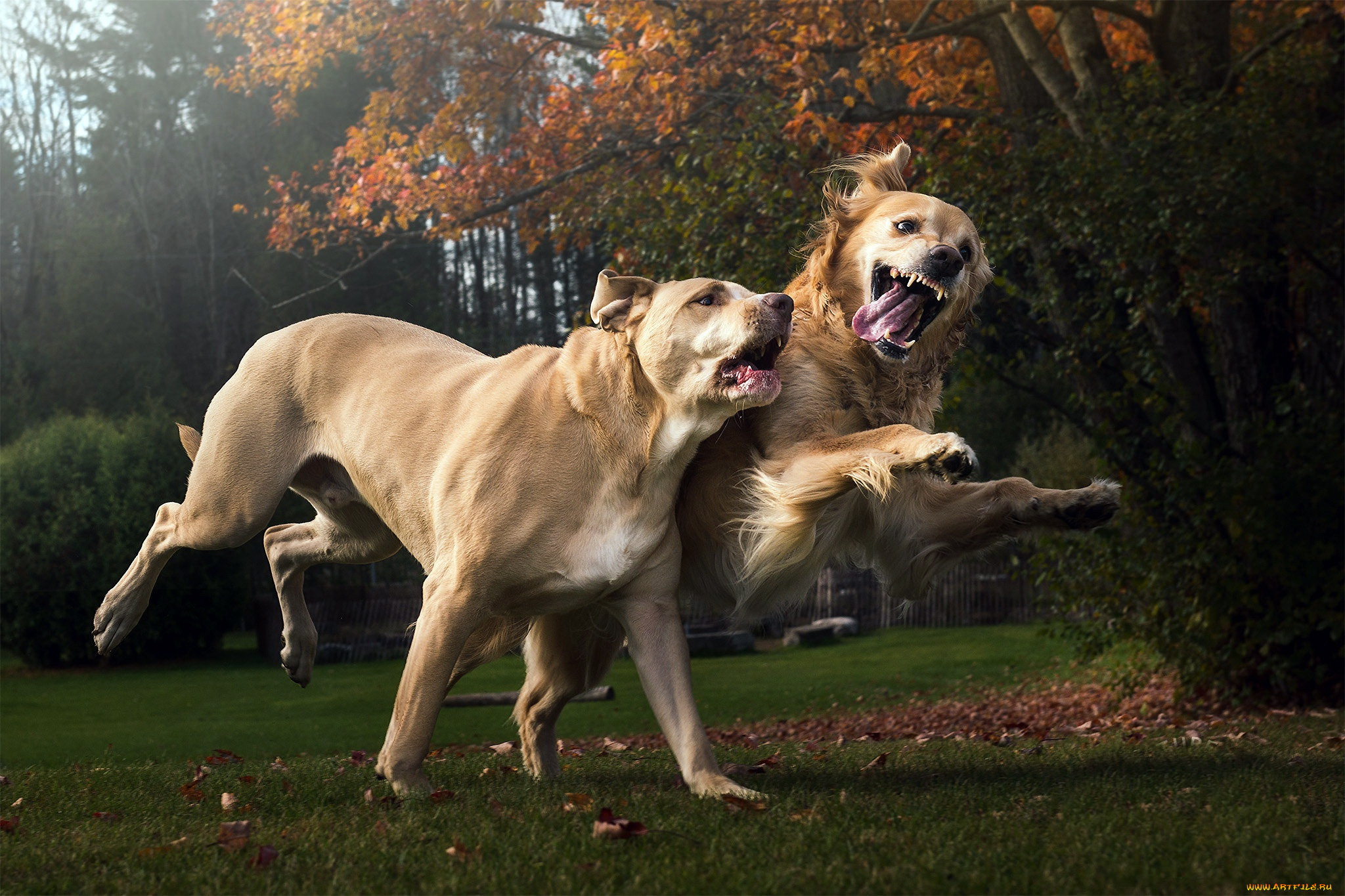 животные, собаки, друзья, прогулка