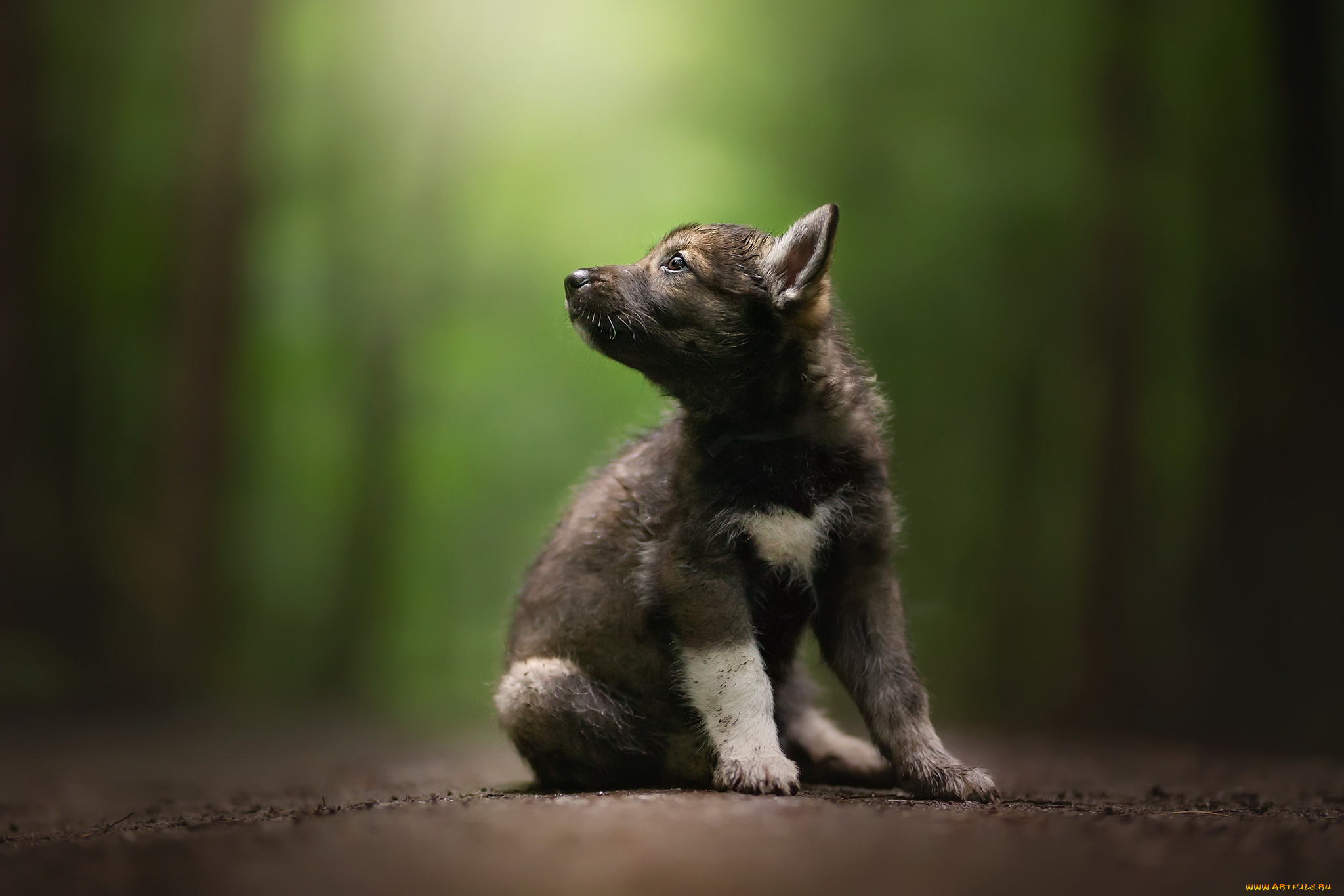 животные, собаки, фон, собака, щенок