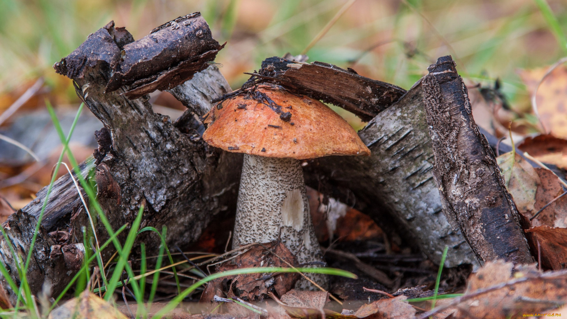 природа, грибы, подосиновик