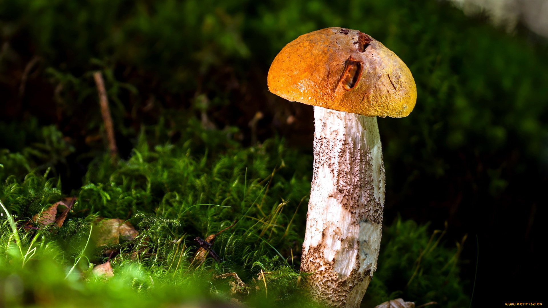 природа, грибы, подосиновик