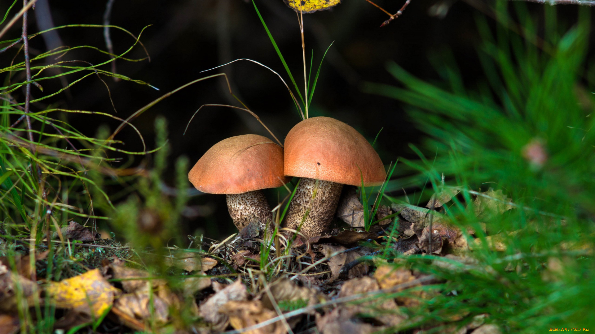 природа, грибы, подосиновик