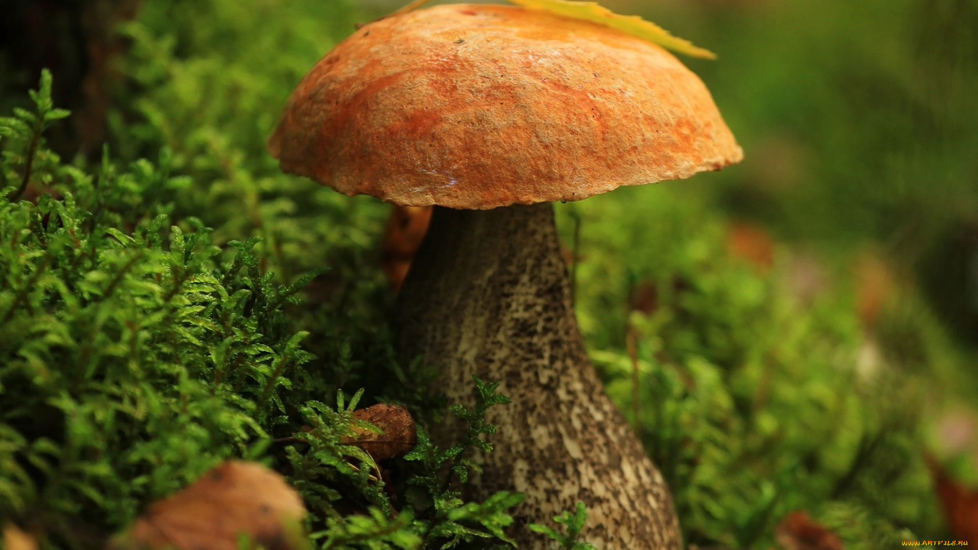 природа, грибы, подосиновик