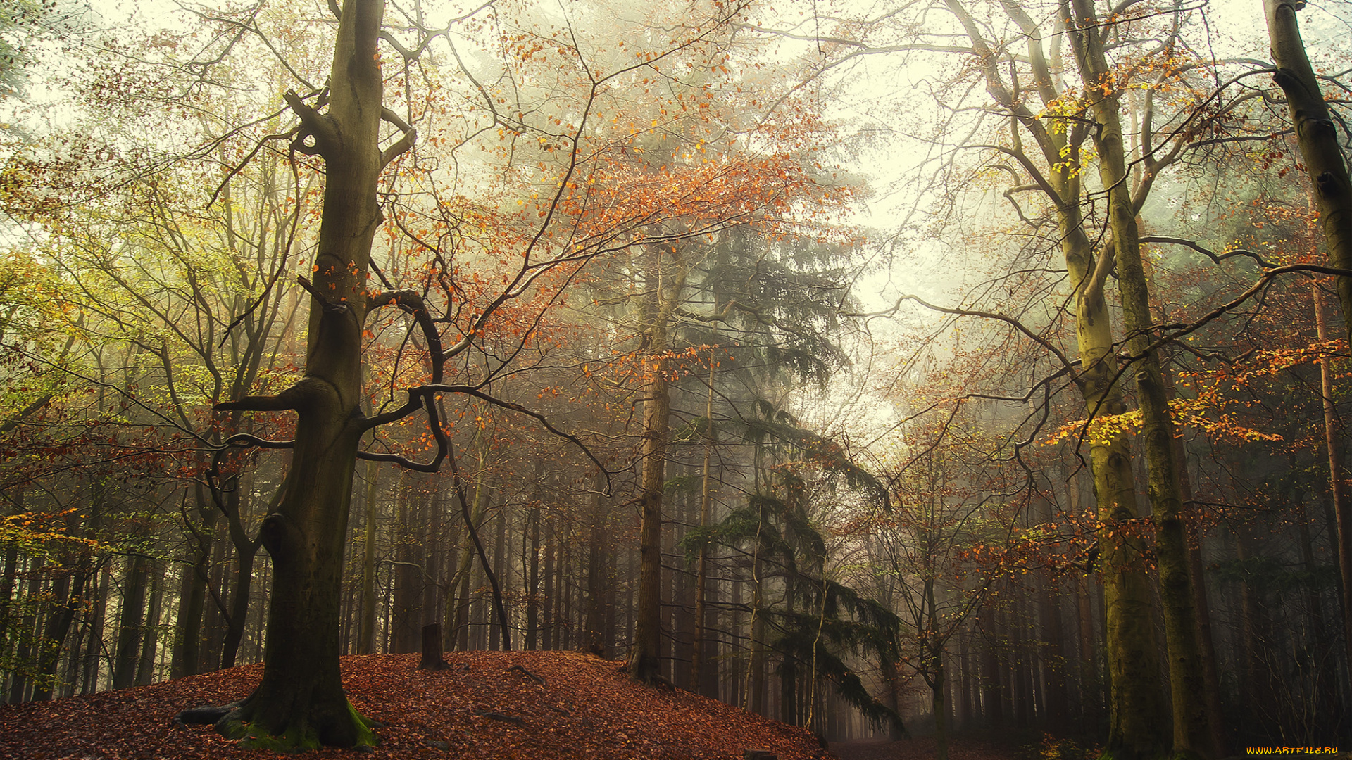 природа, лес, простор