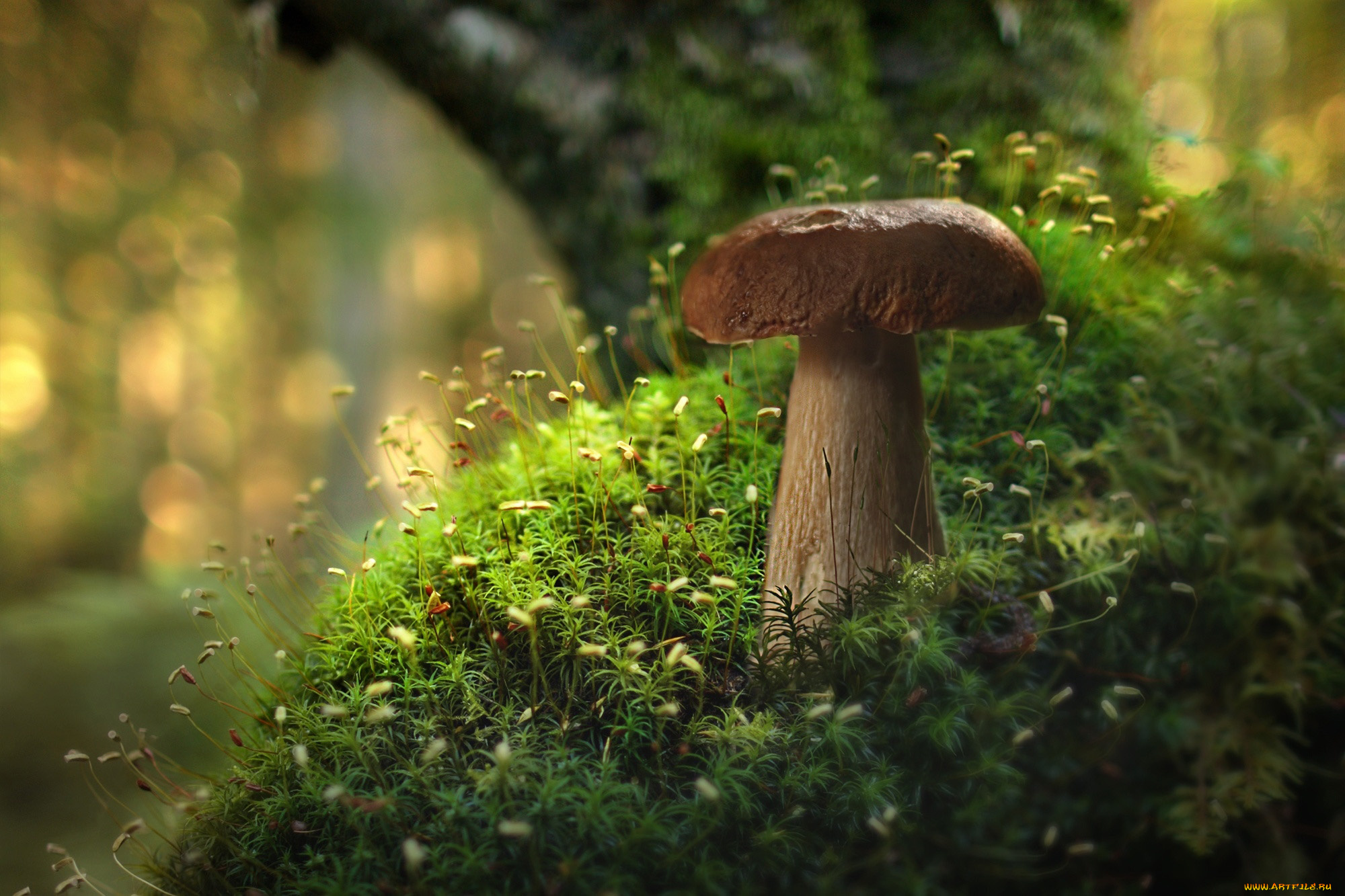 природа, грибы, боровик