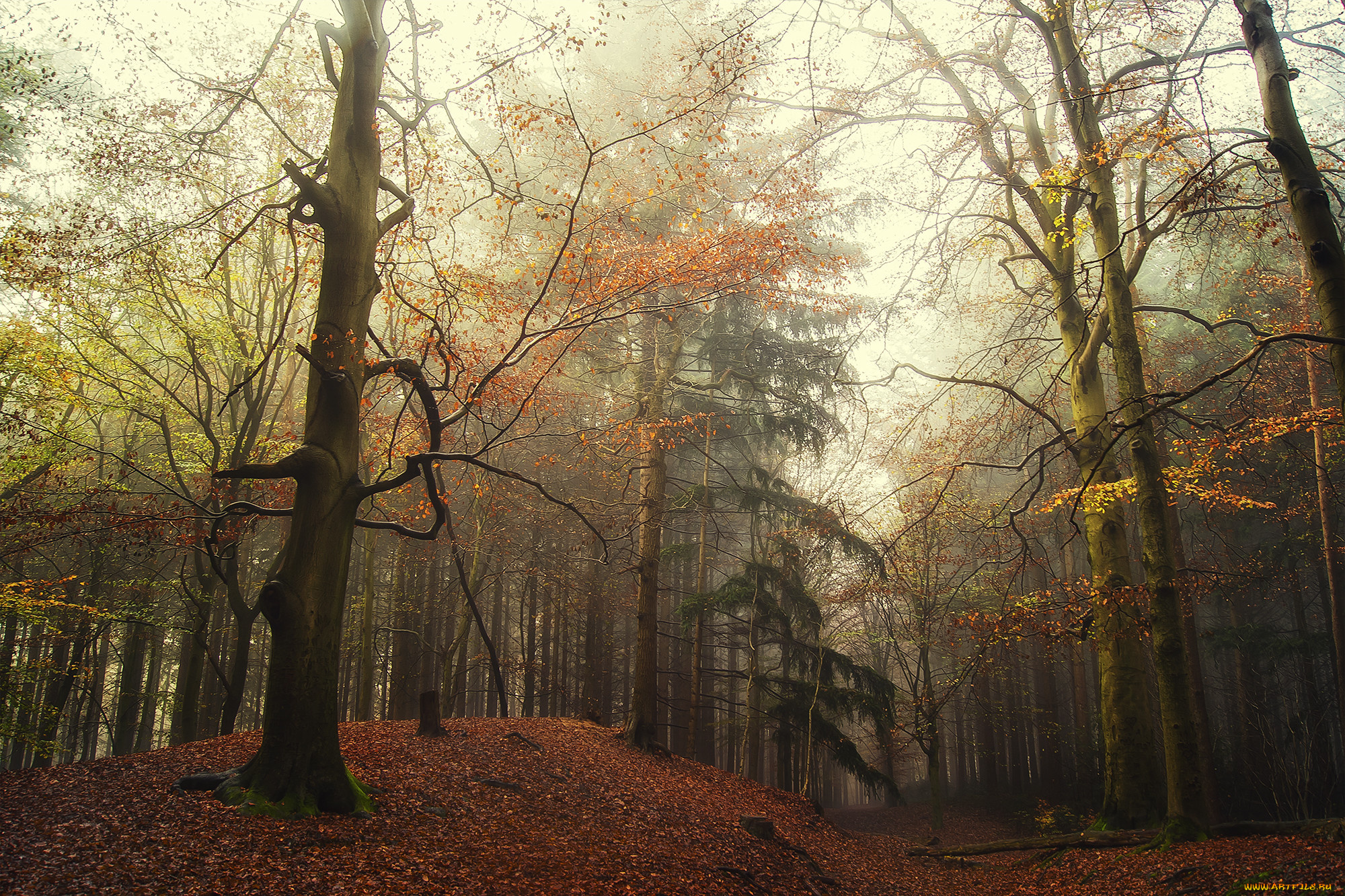 природа, лес, простор