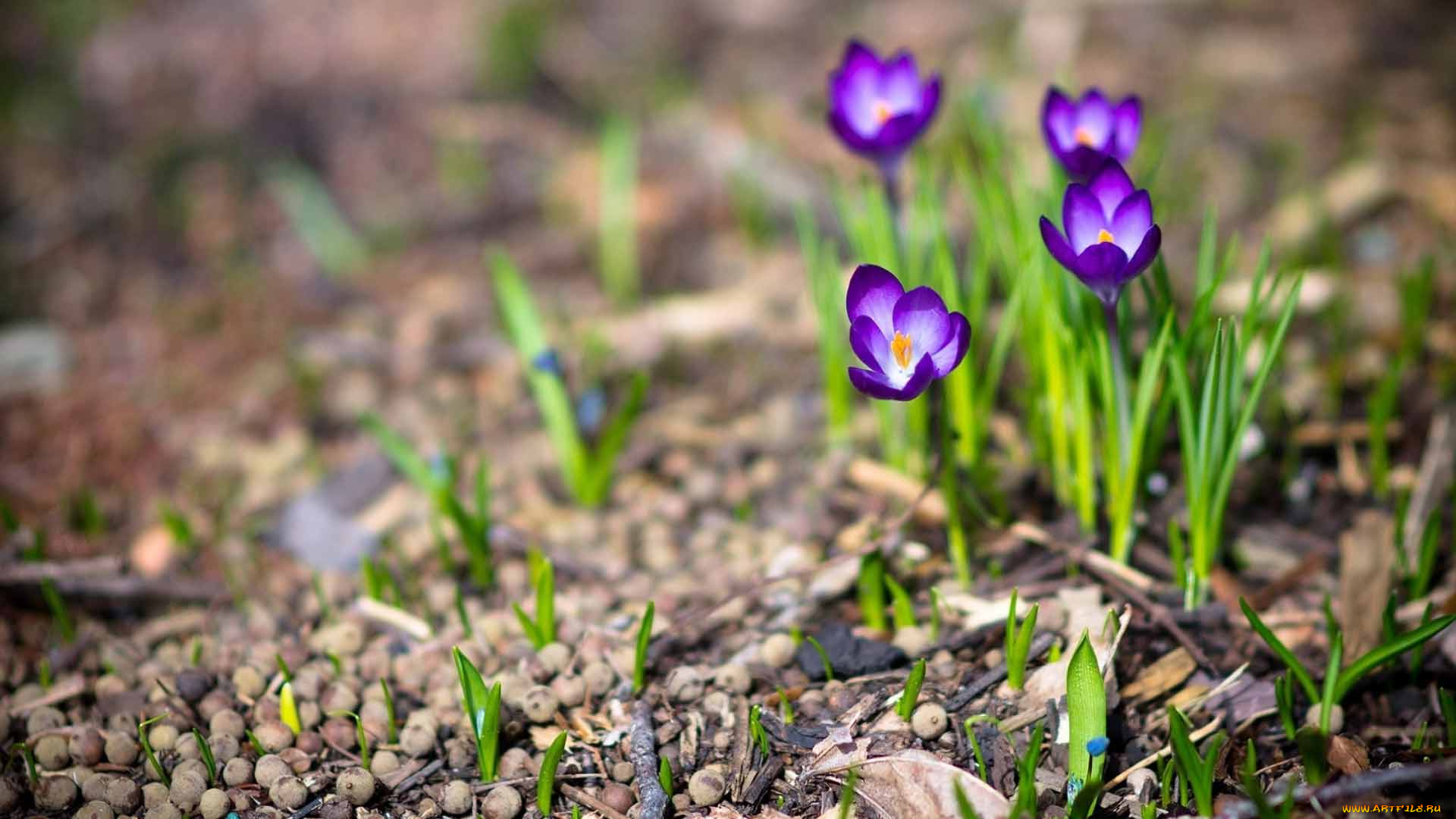 цветы, крокусы, ростки, первоцветы