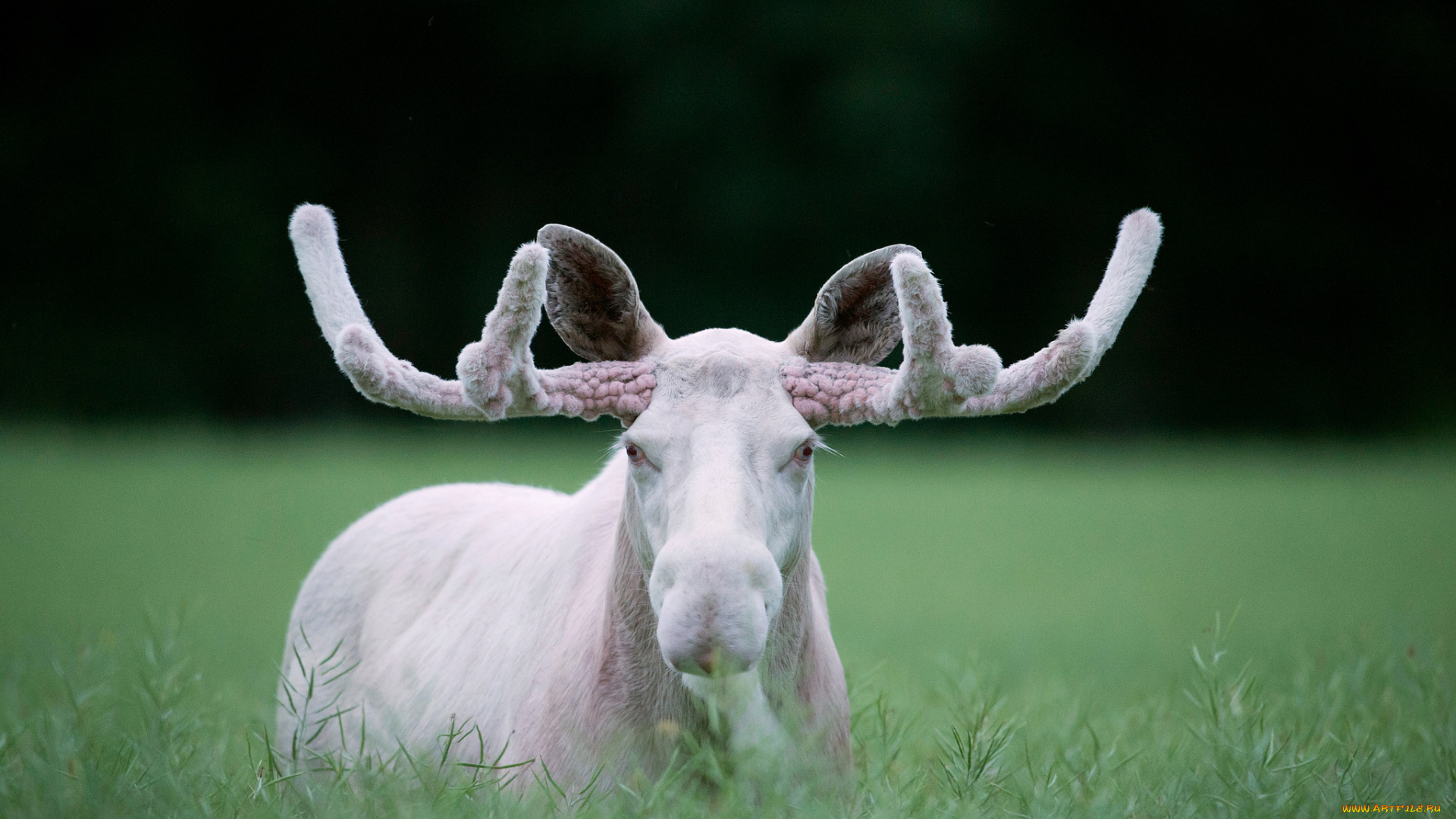 лось, альбинос, животные, лоси, лось, альбинос, парнокопытные, рога, белый, аномалия, оленевые, млекопитающие
