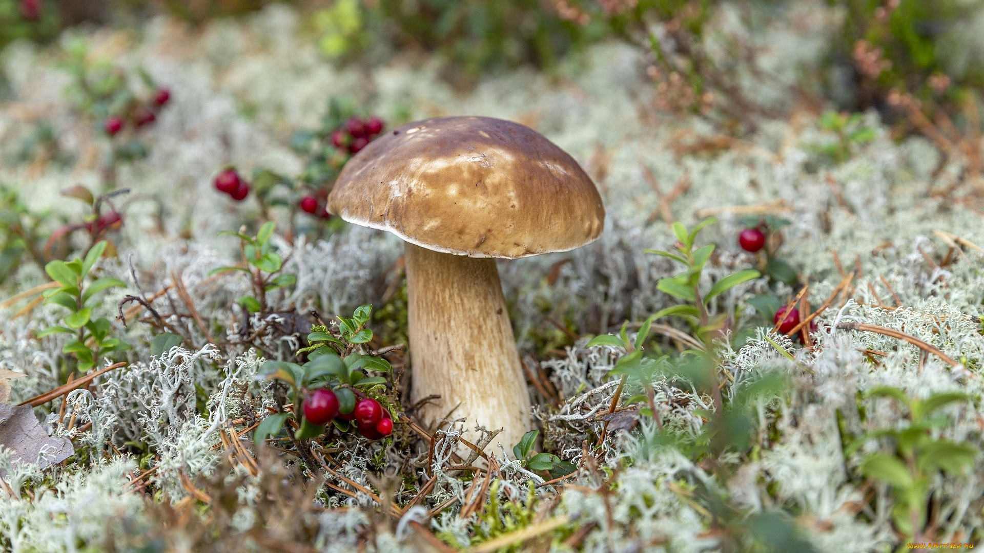 природа, грибы, боровик