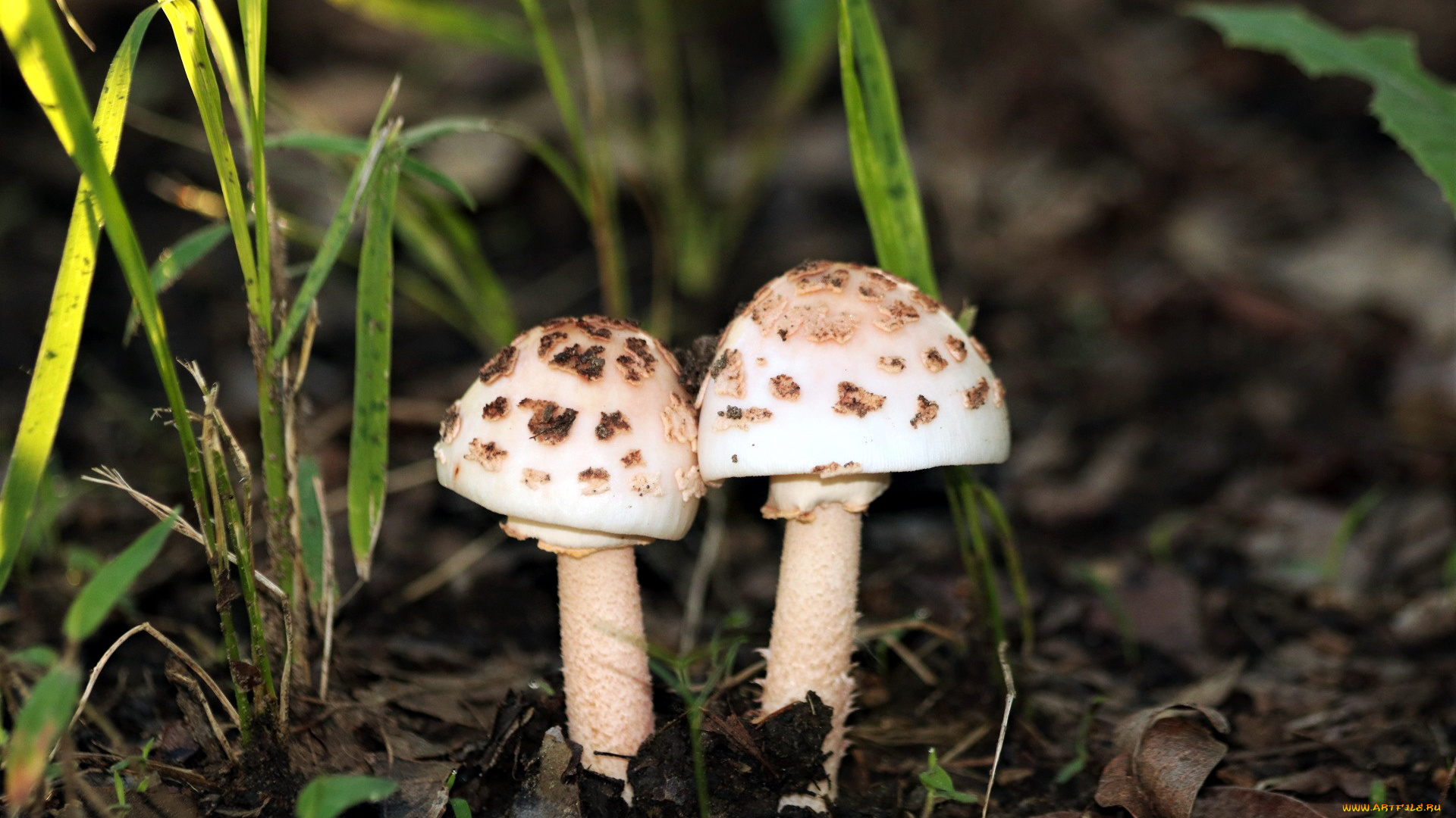 природа, грибы, дуэт