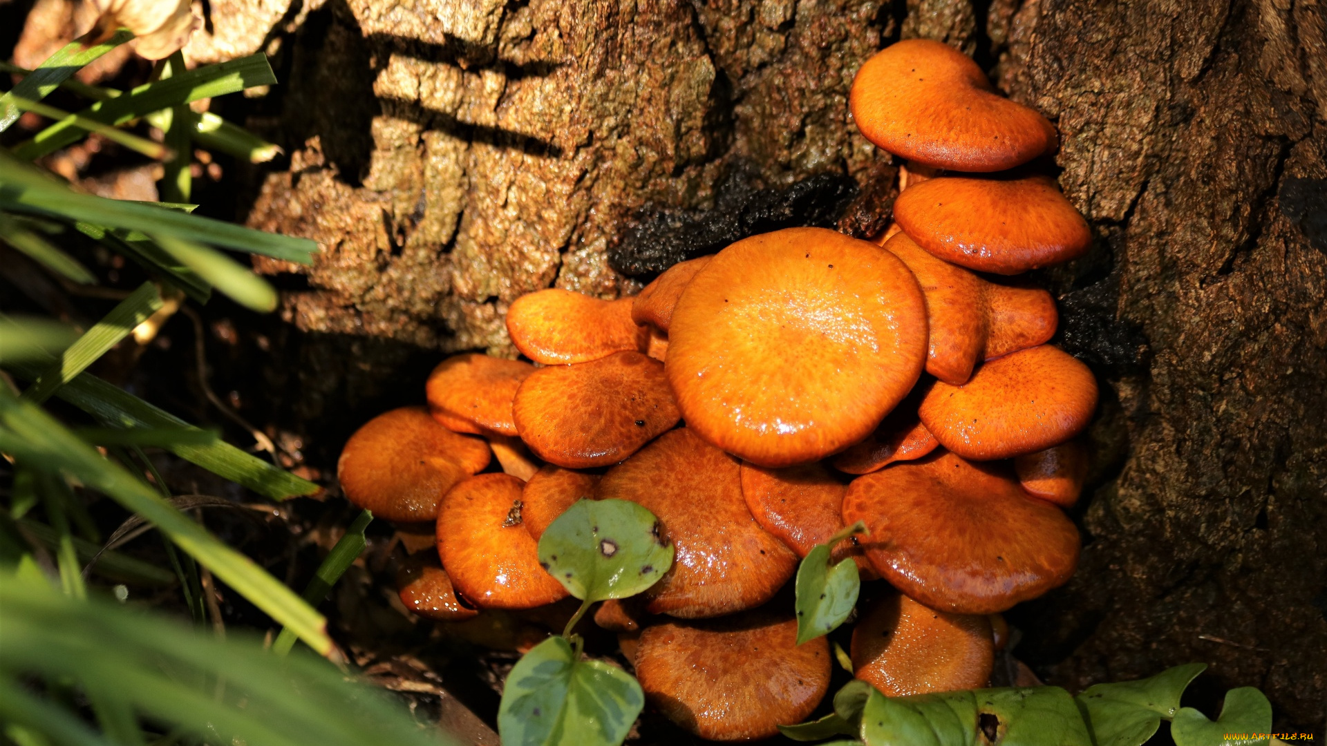 природа, грибы, грибная, семейка