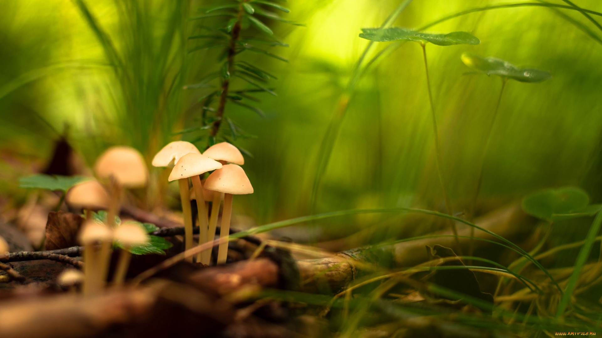 природа, грибы, грибная, семейка