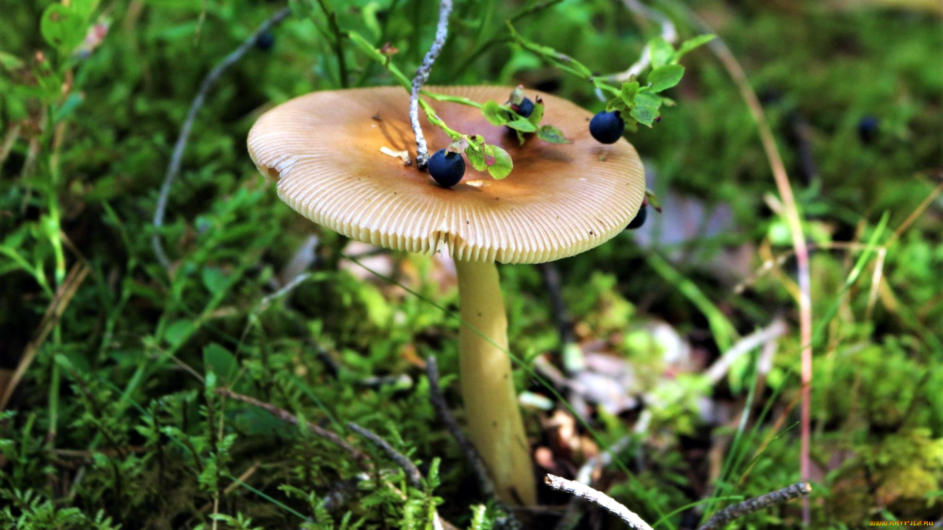 природа, грибы, сыроежка