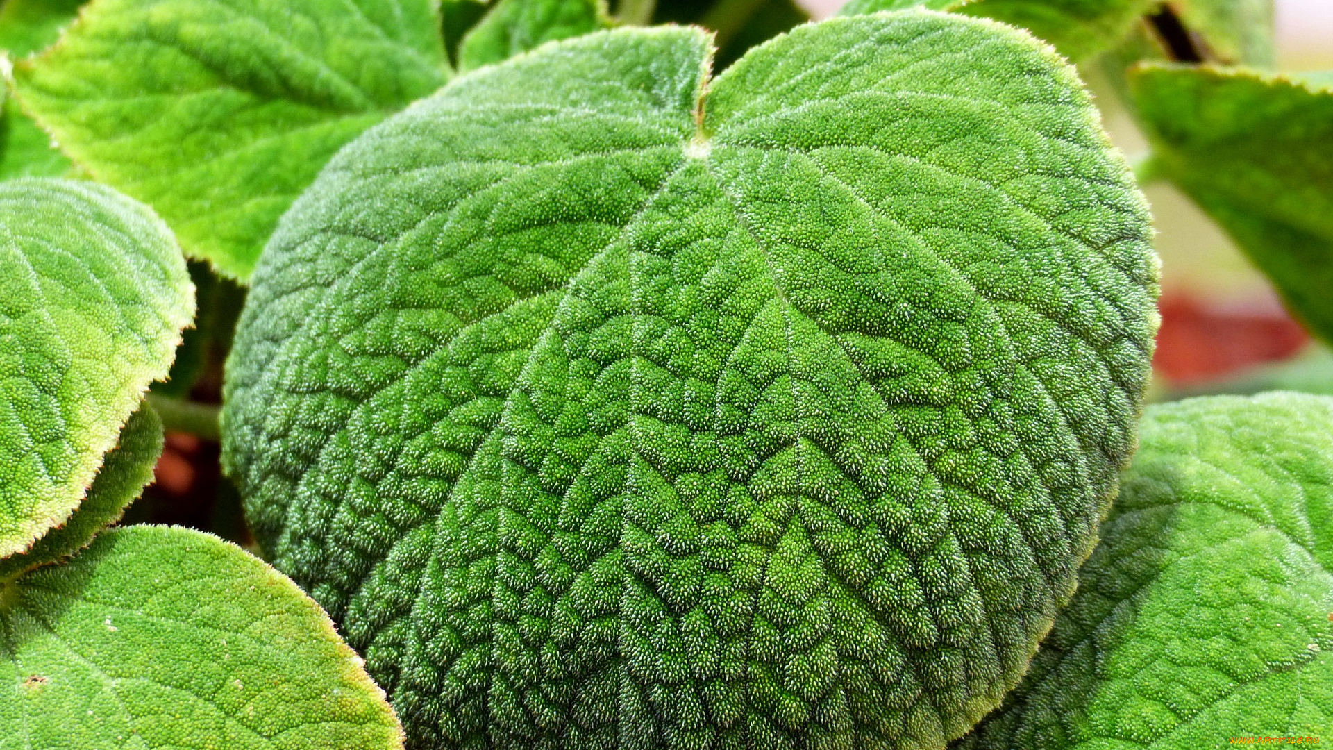 природа, листья, лист, макро