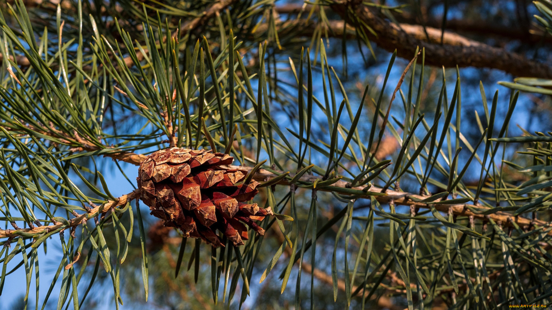 природа, шишки, , жёлуди, , каштаны