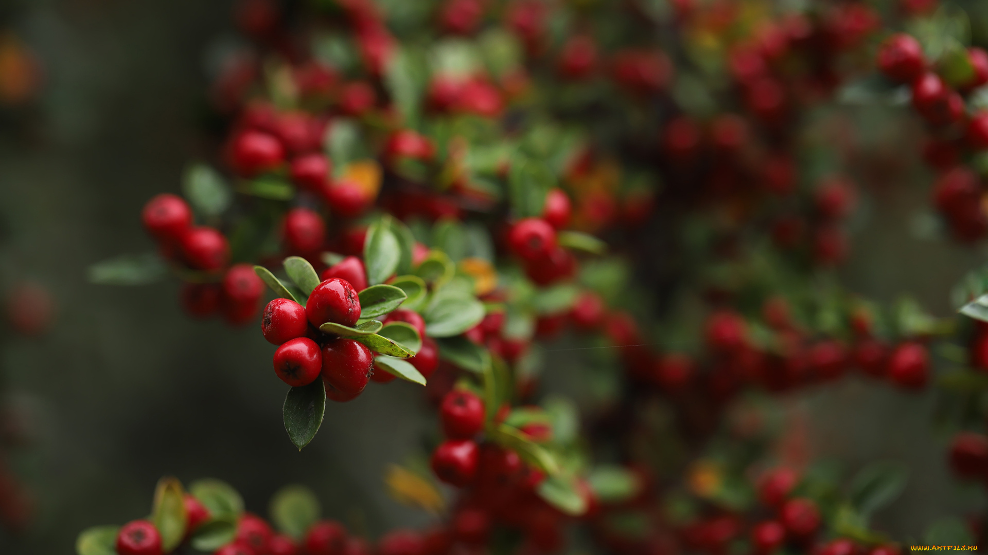 природа, ягоды, ирга