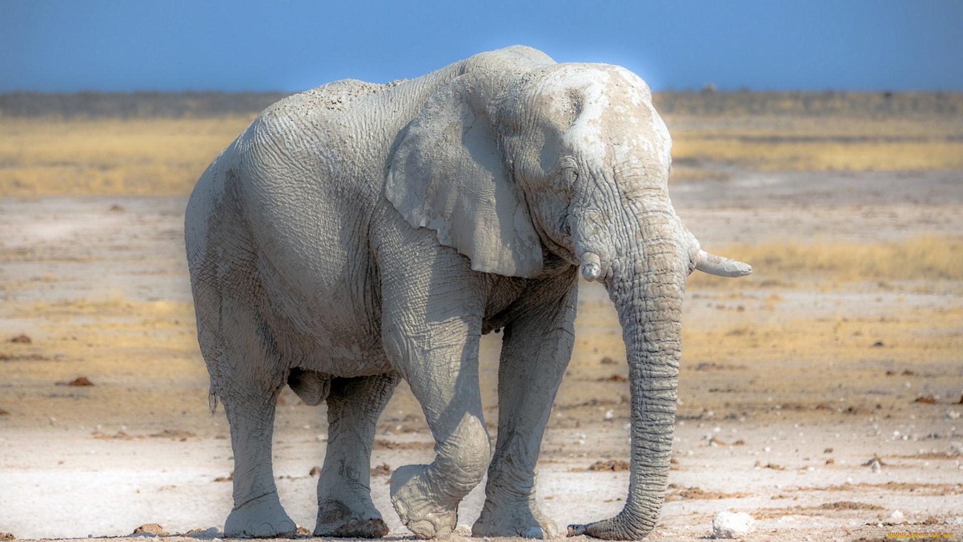 слон, альбинос, животные, слоны, слон, альбинос, слоновые, хоботные, млекопитающие
