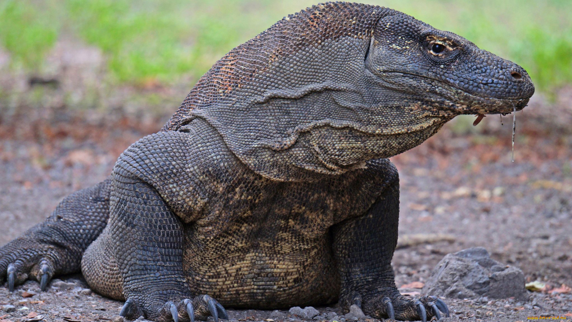 варан, комодо, животные, ящерицы, , игуаны, , вараны, варан, вараны, комодо, остров, индонезия, ящеры, хладнокровные, хвост, чешуя, дракон, рептилия