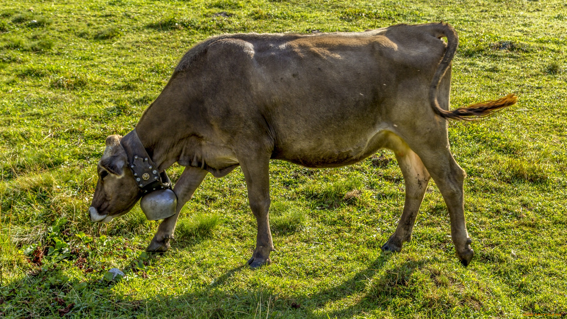 животные, коровы, , буйволы, alpine, milk, cow