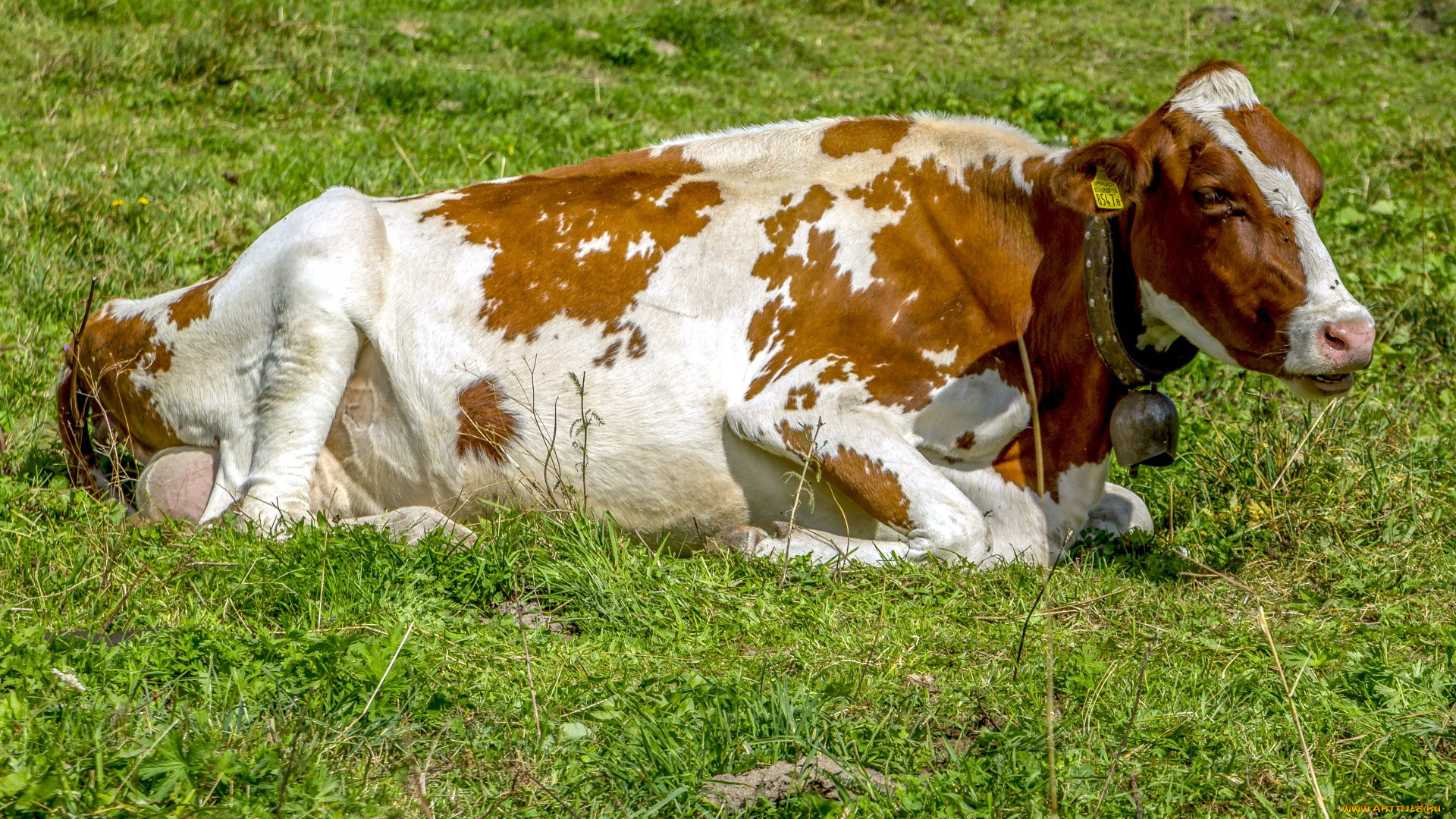 животные, коровы, , буйволы, alpine, milk, cow