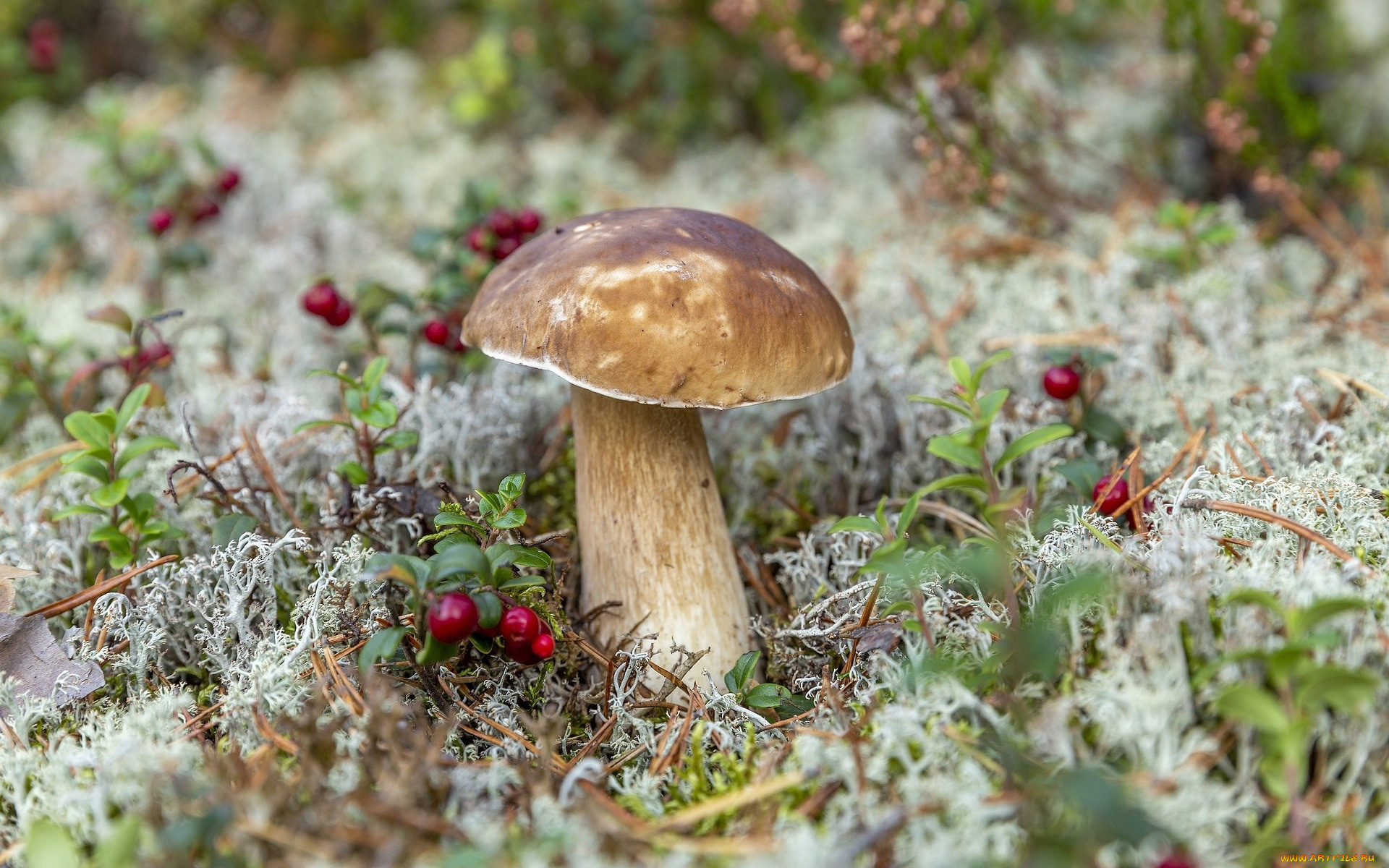 природа, грибы, боровик