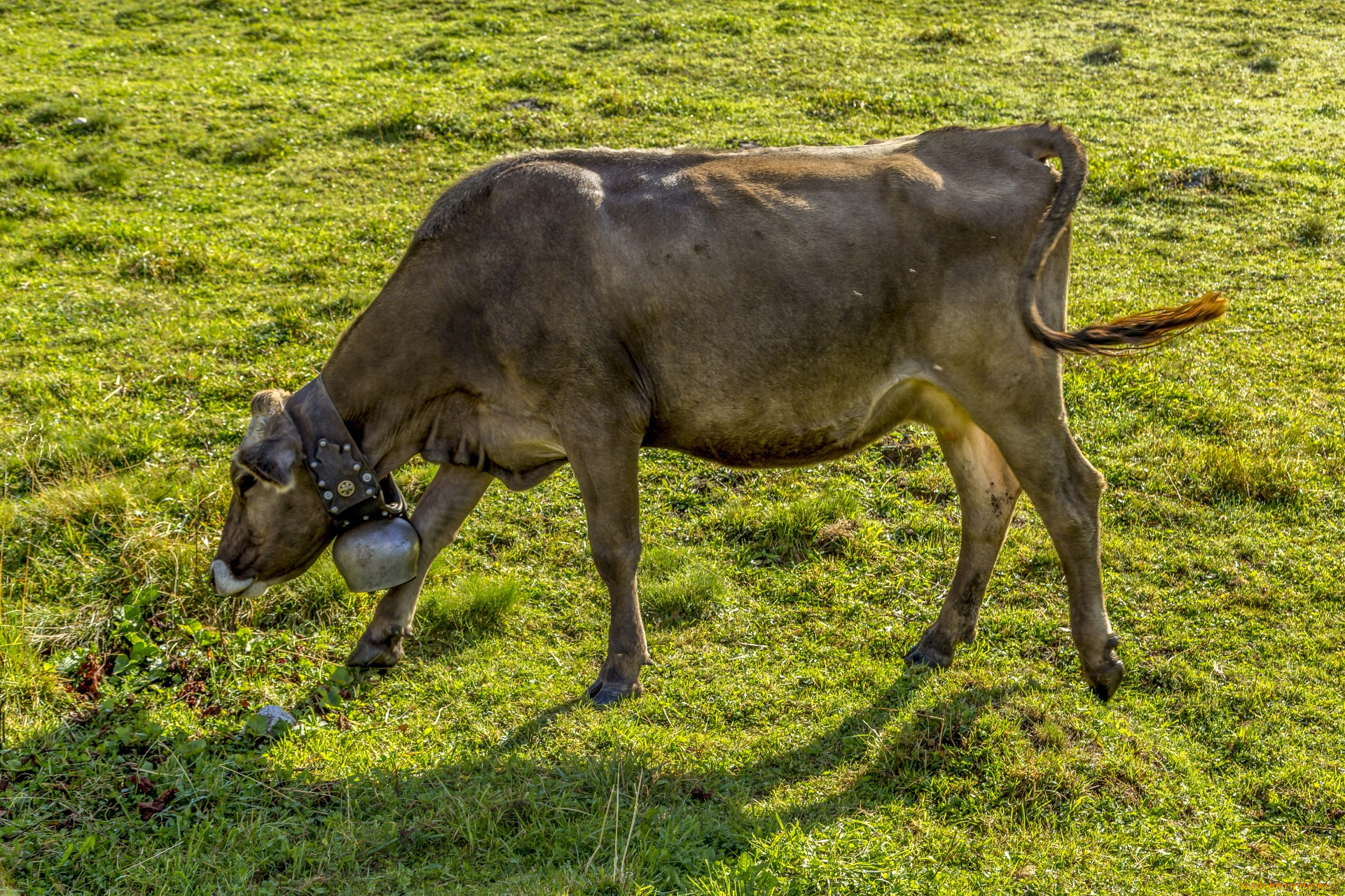 животные, коровы, , буйволы, alpine, milk, cow