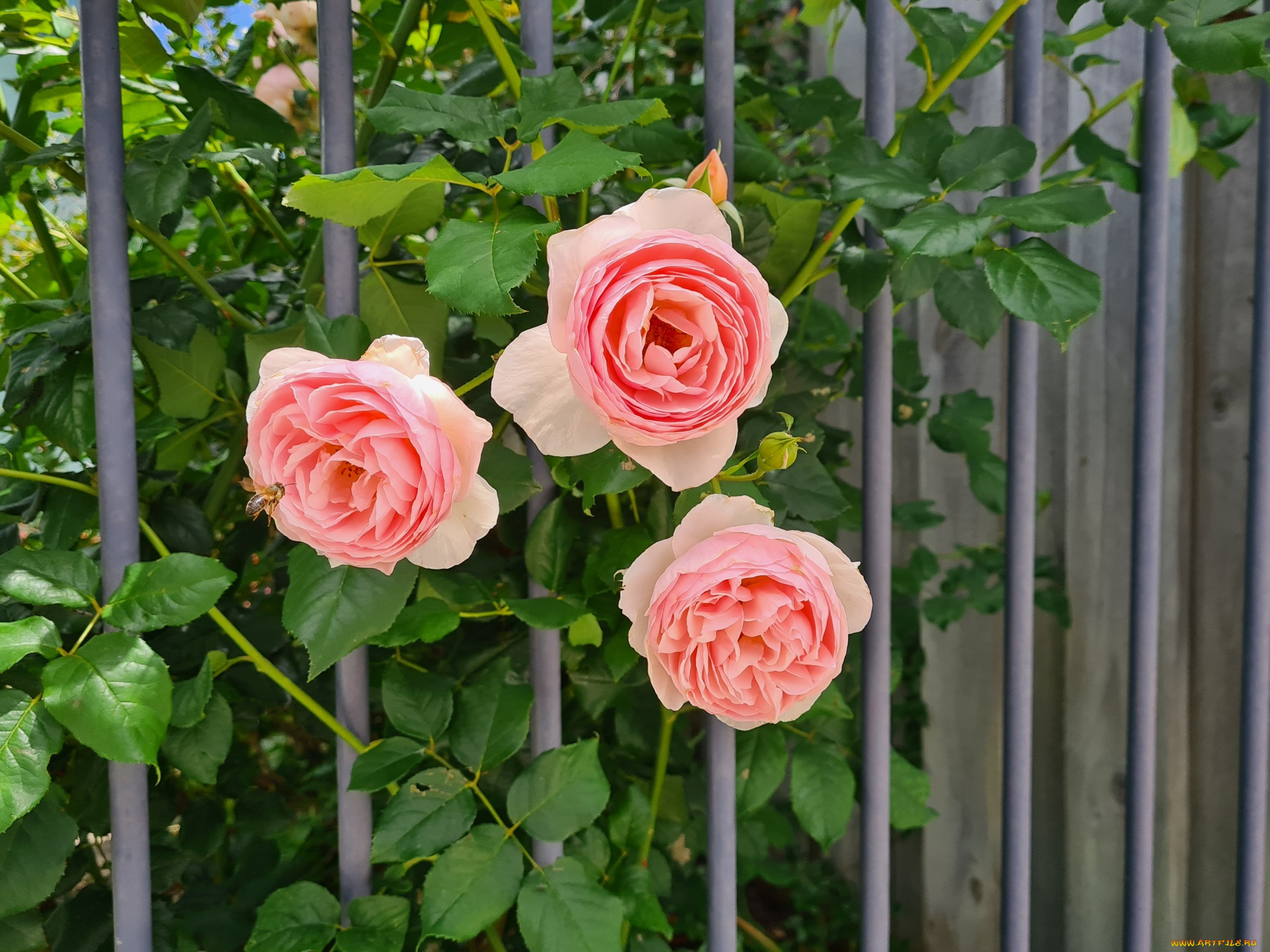 цветы, розы, трио