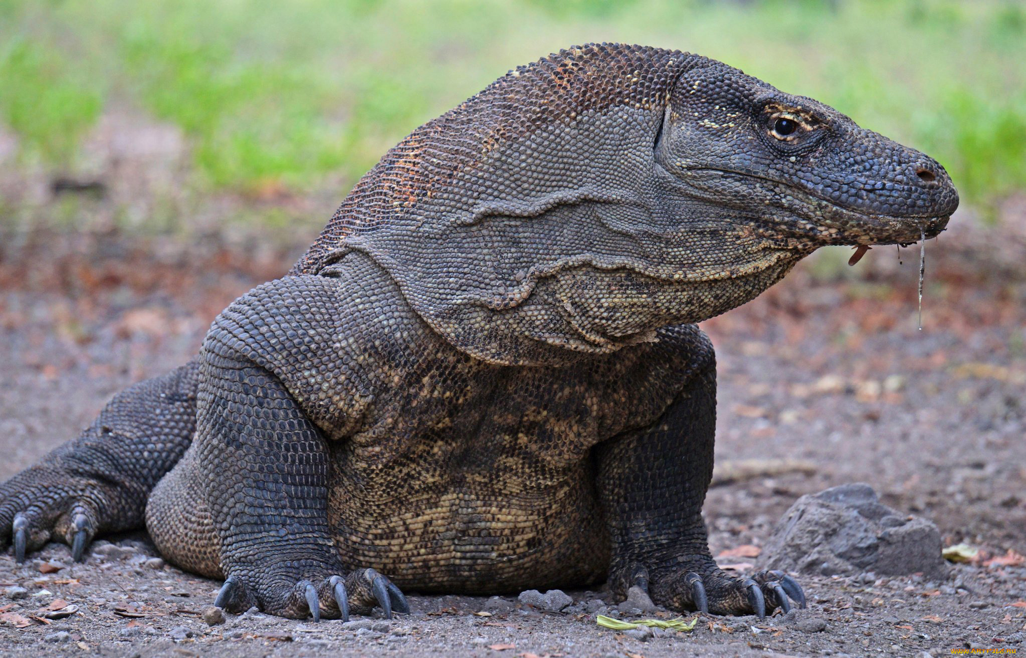 варан, комодо, животные, ящерицы, , игуаны, , вараны, варан, вараны, комодо, остров, индонезия, ящеры, хладнокровные, хвост, чешуя, дракон, рептилия