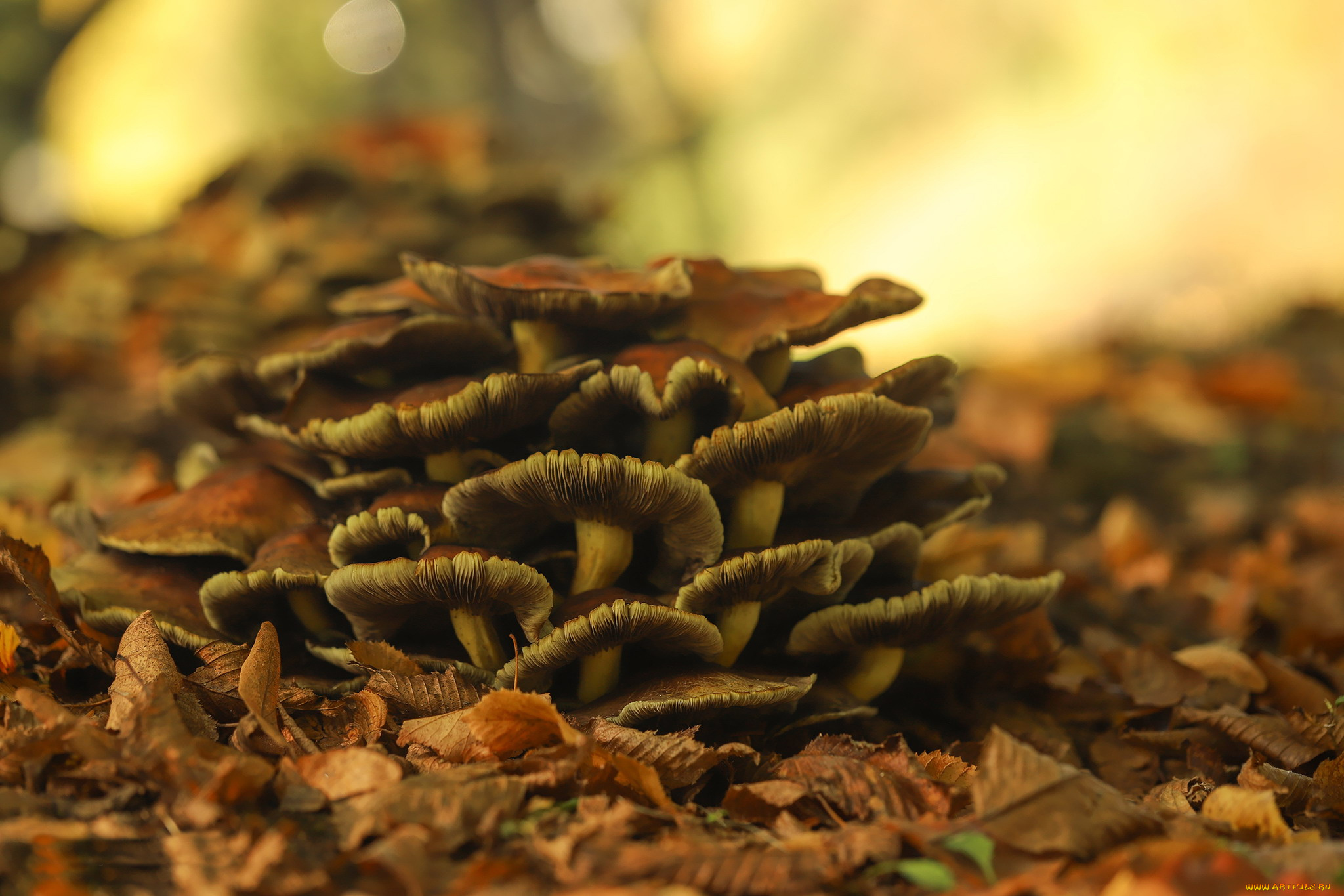 природа, грибы, грибная, семейка
