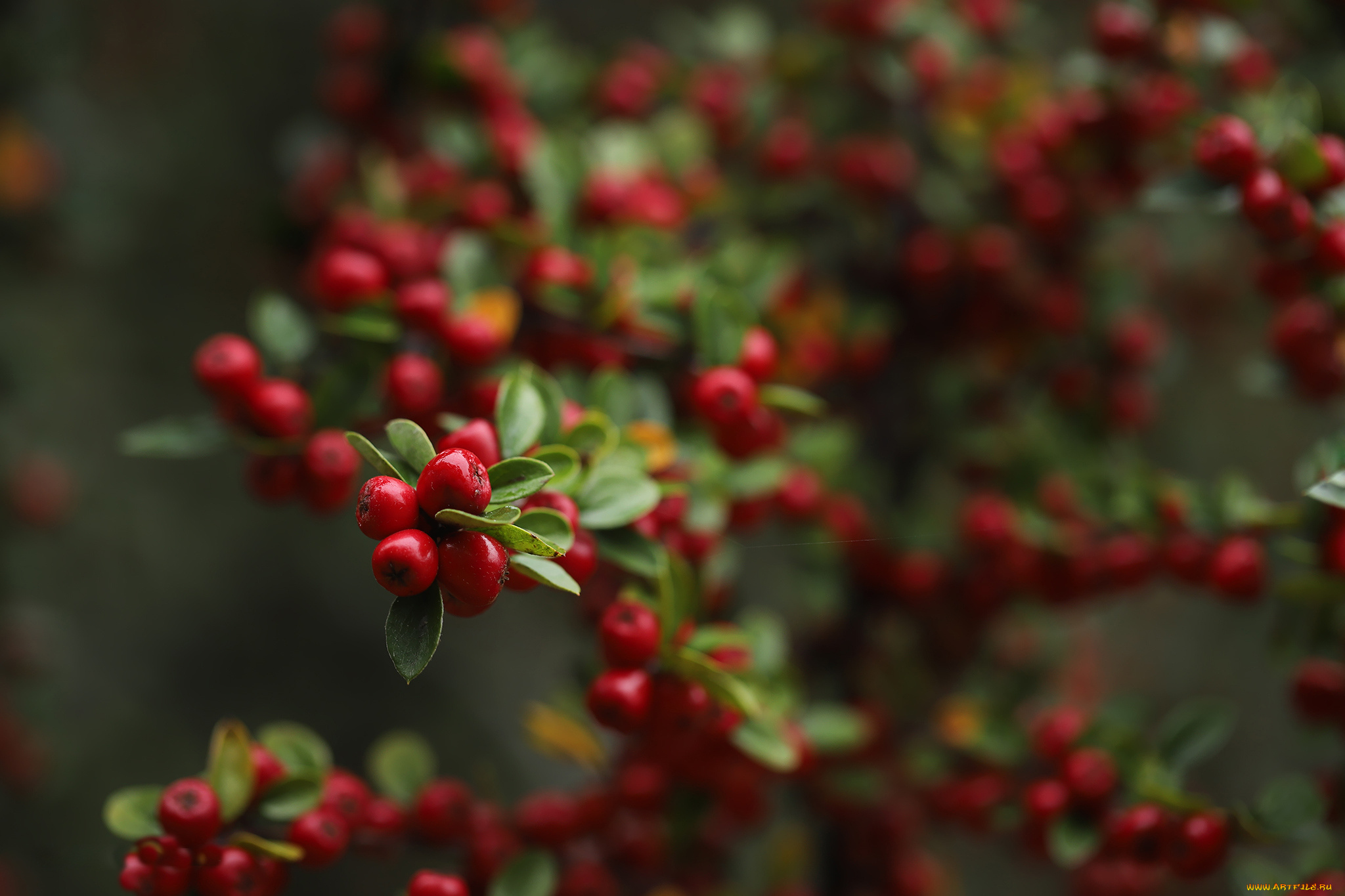 природа, ягоды, ирга