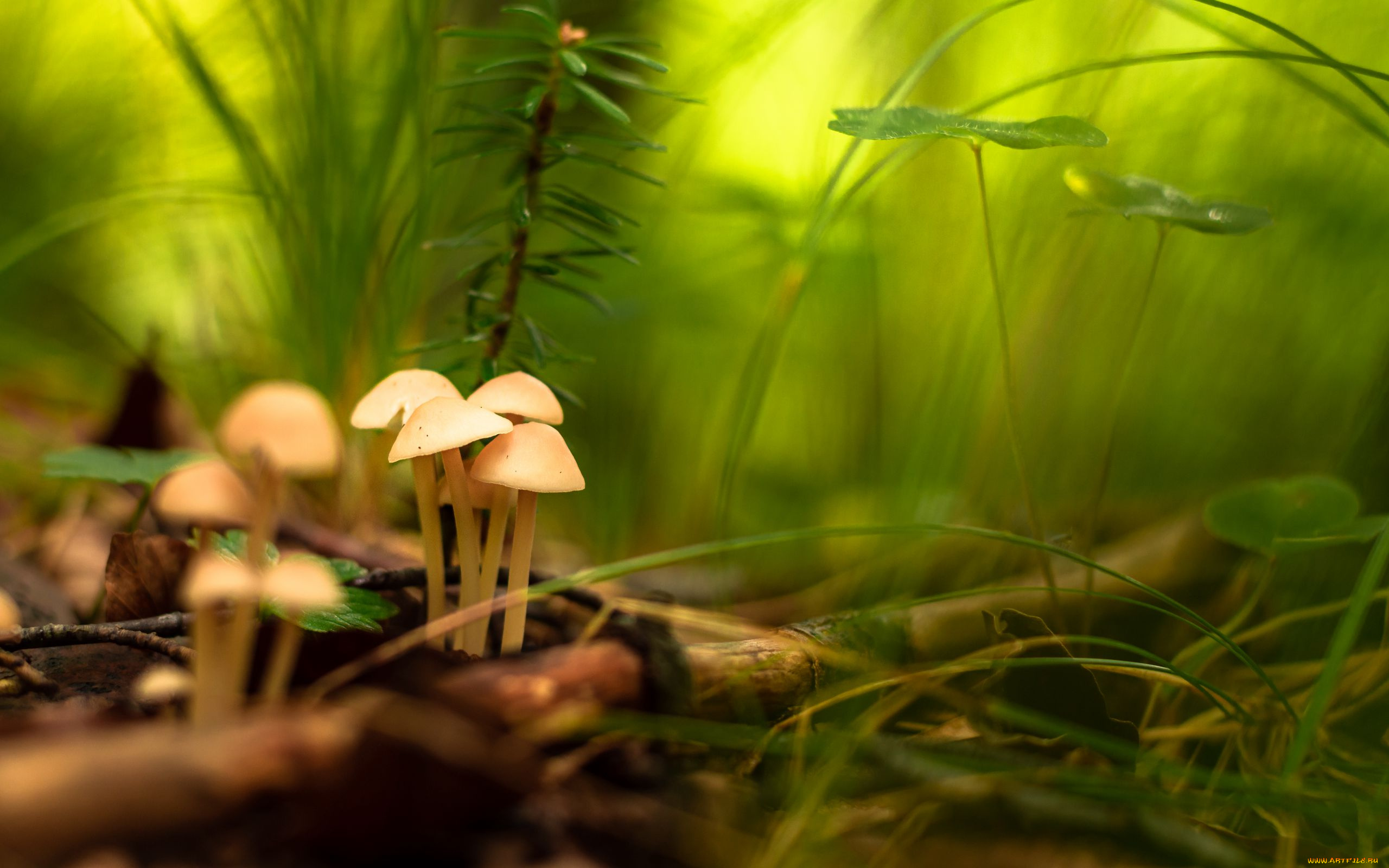 природа, грибы, грибная, семейка