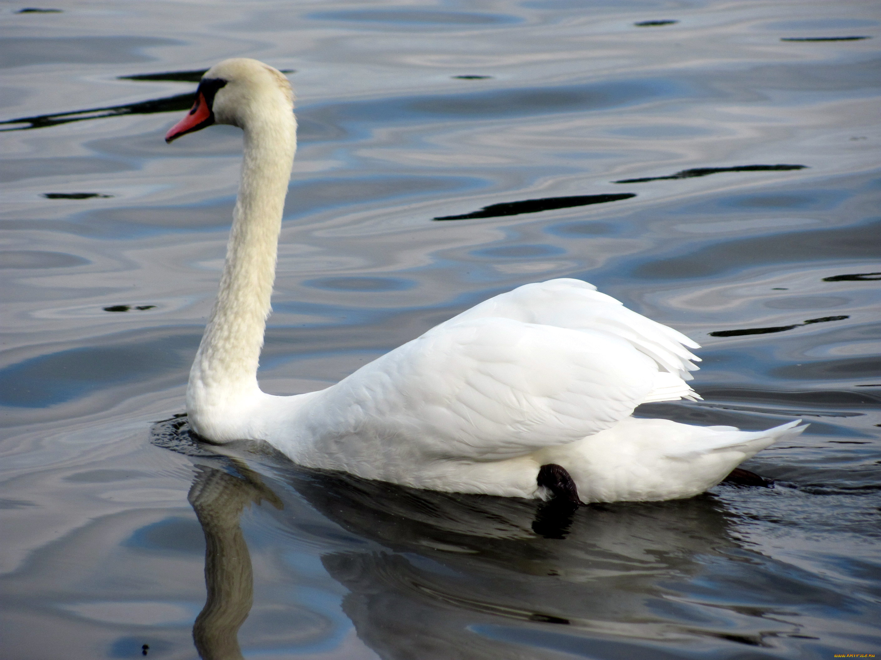 животные, лебеди, лебедь