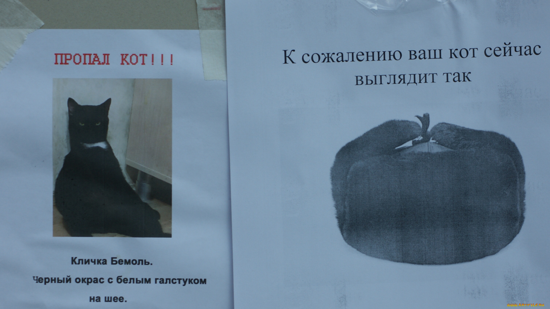 черный, юмор, юмор, и, приколы, объявления, стена