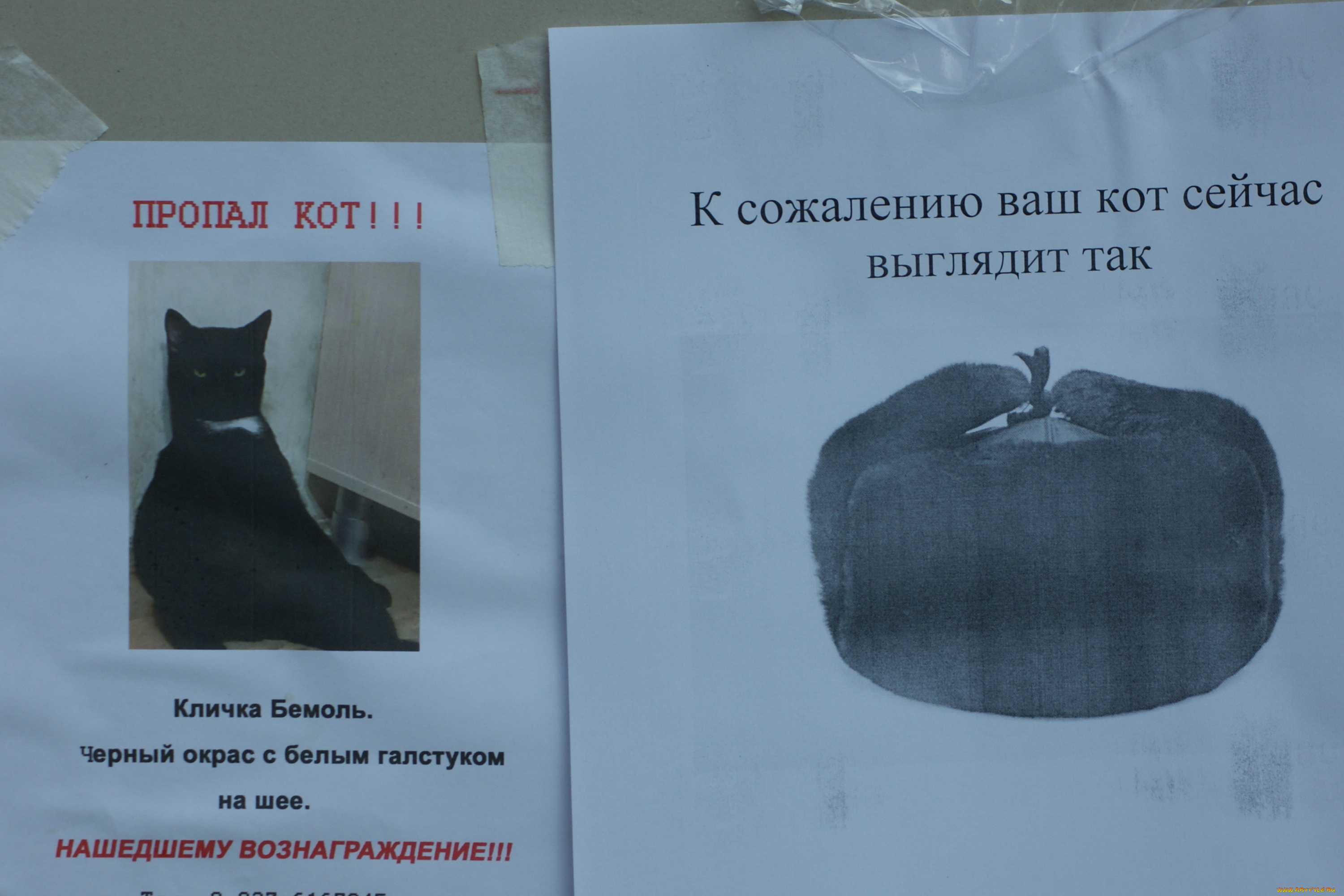 черный, юмор, юмор, и, приколы, объявления, стена