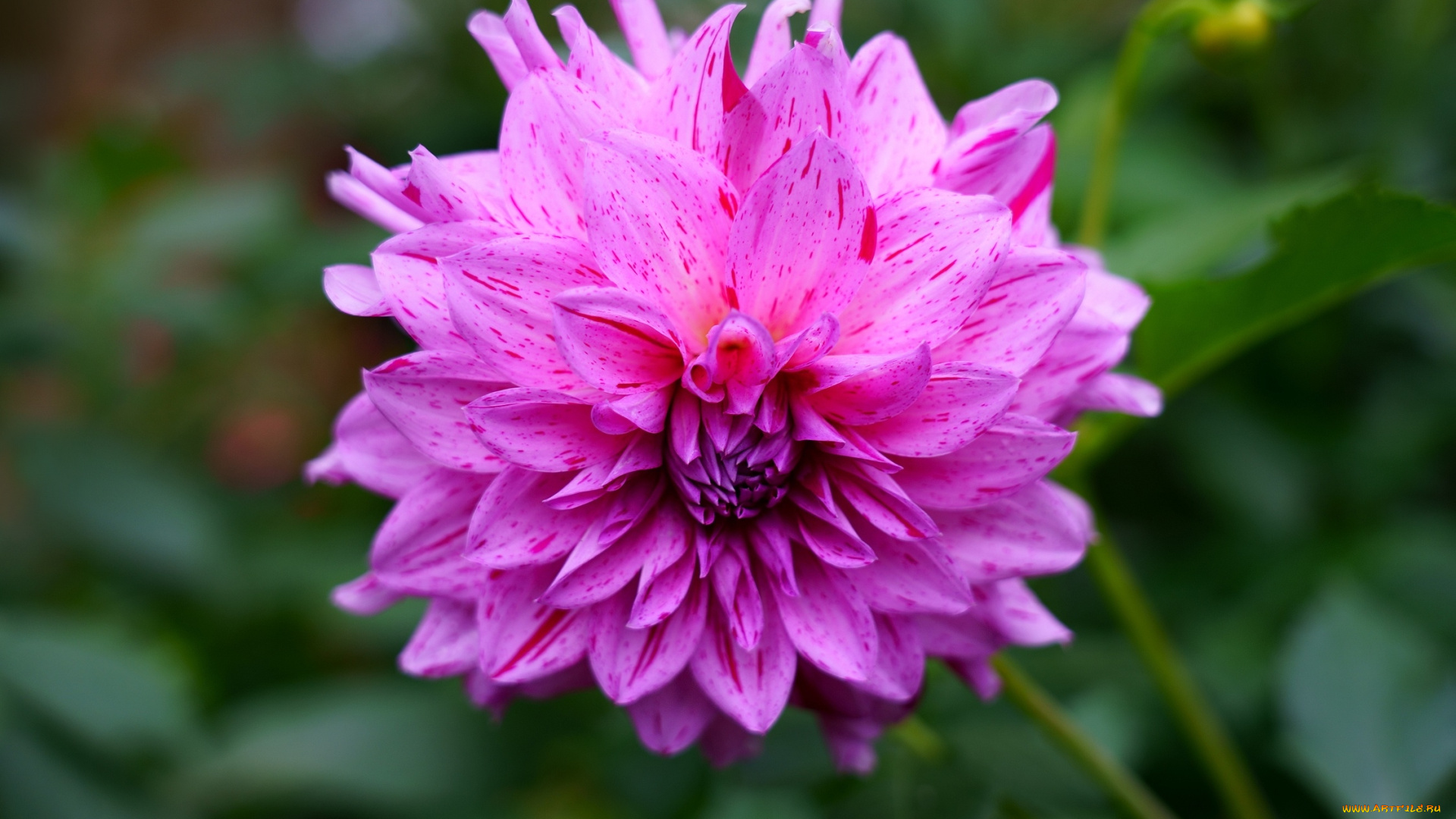 цветы, георгины, макро, георгин, розовый, крапинки